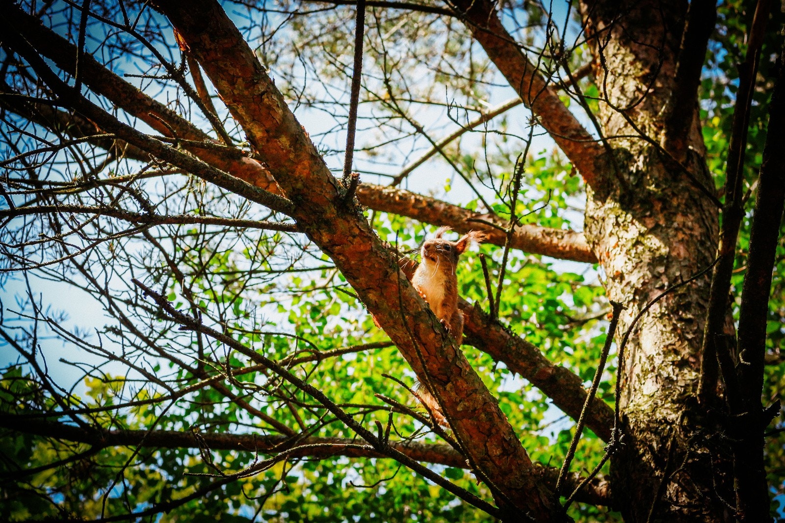 Naturbilde fra nærområdet Galleribilde