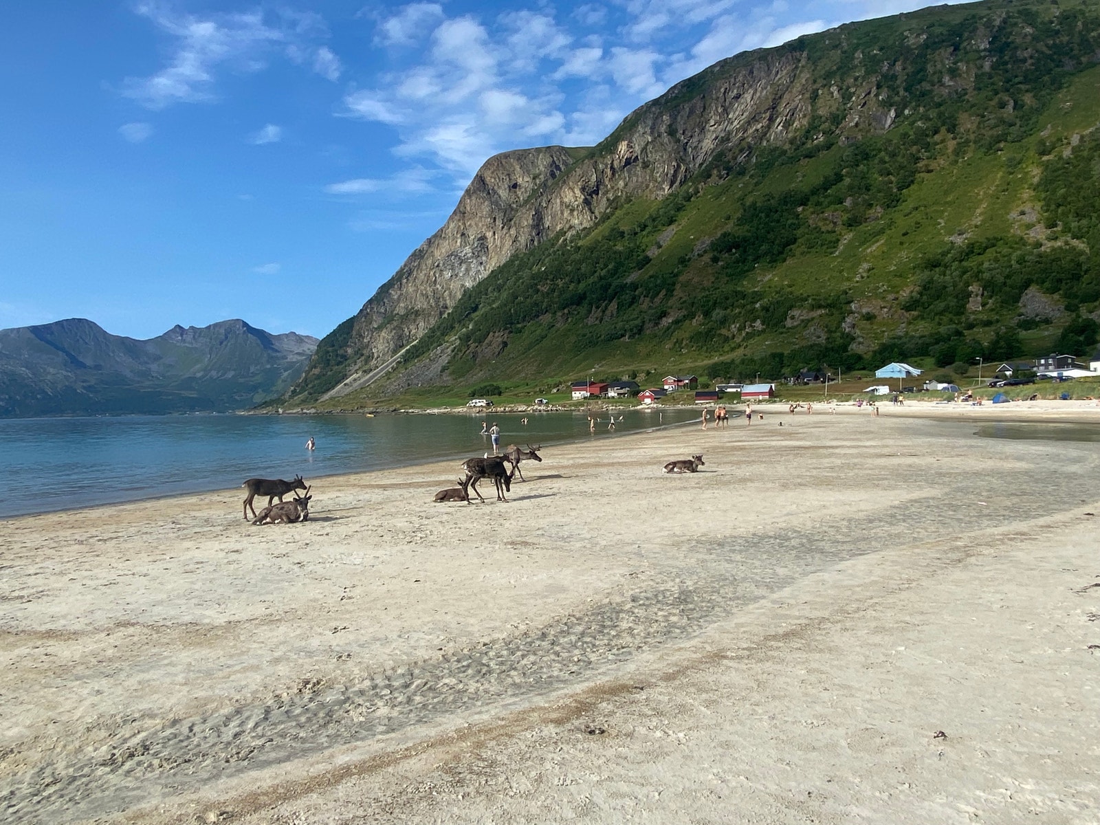Eksotisk med reinsdyr på stranda Galleribilde