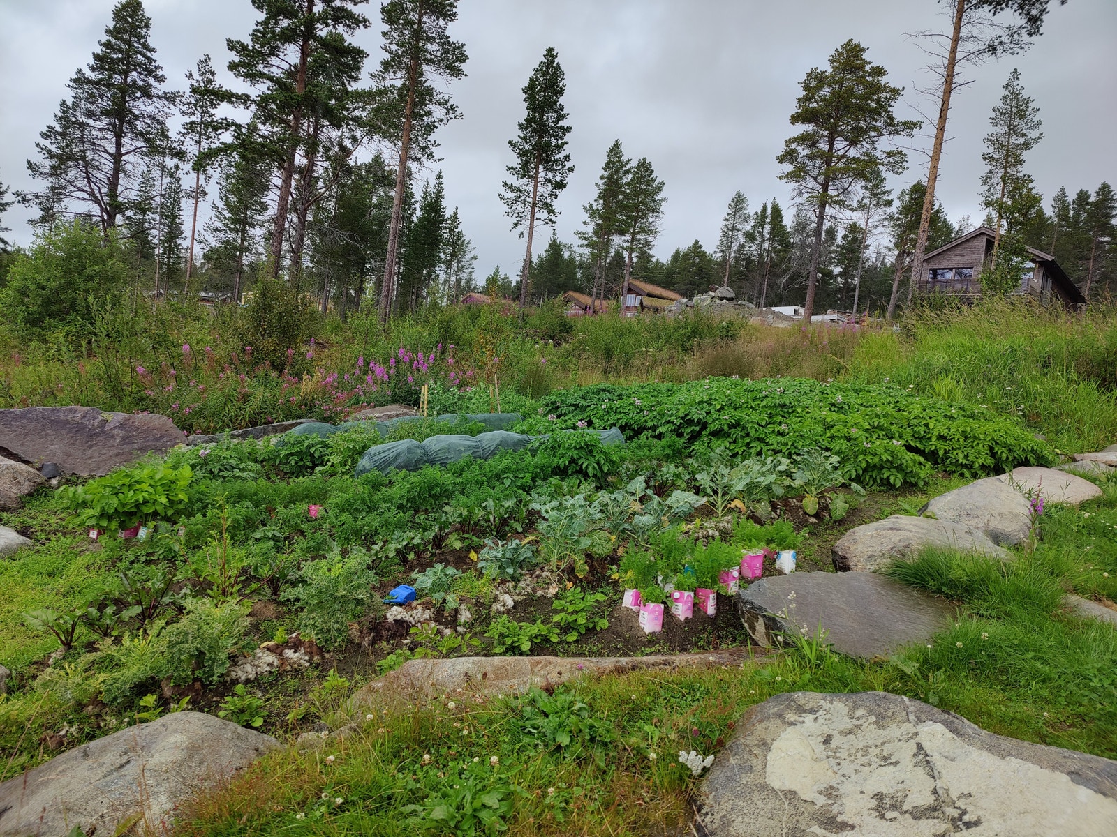 Mye godt som kommer på middagsbordet fra åkeren her! Galleribilde