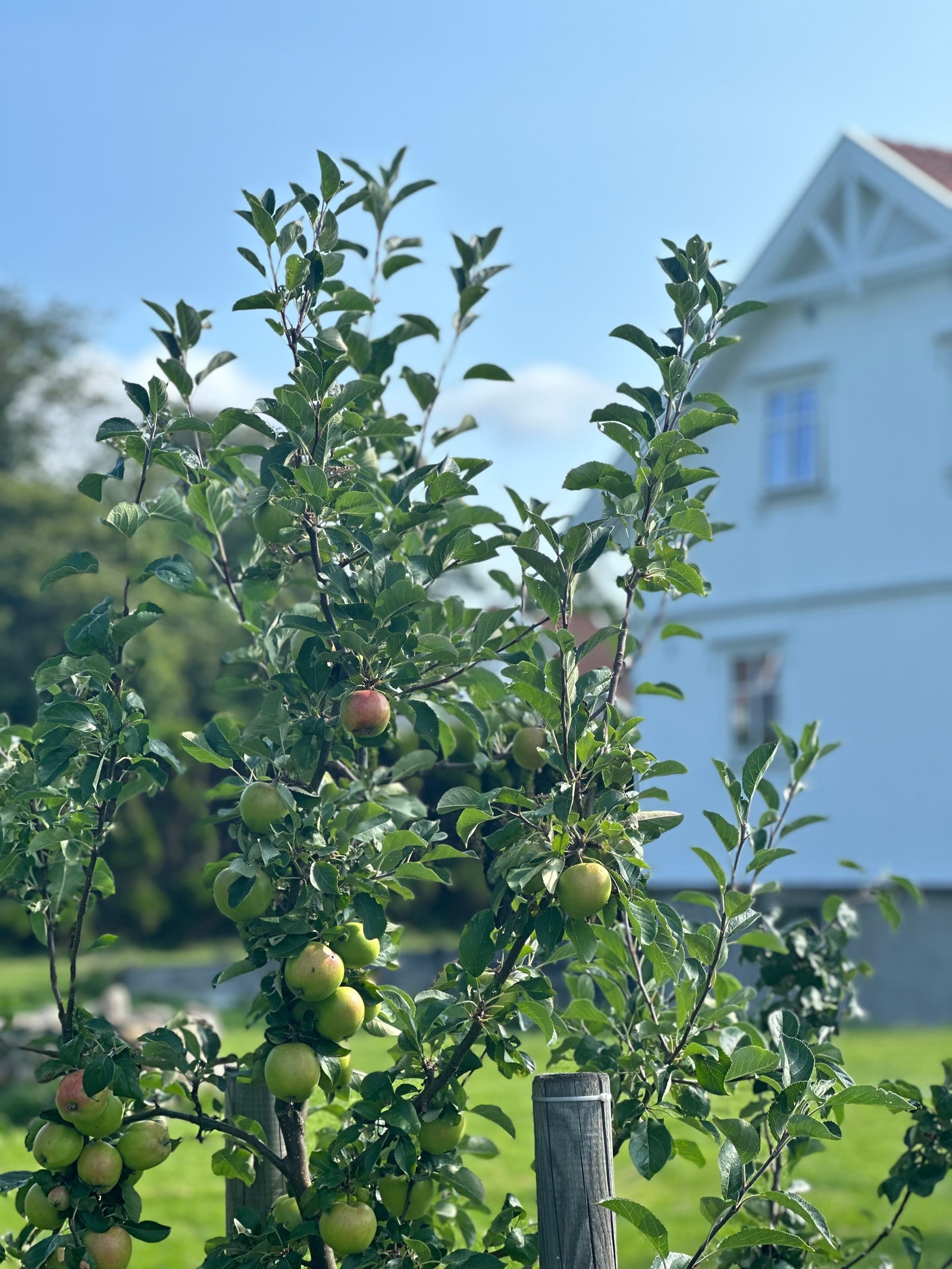 Eplejuice fra egen hage Galleribilde