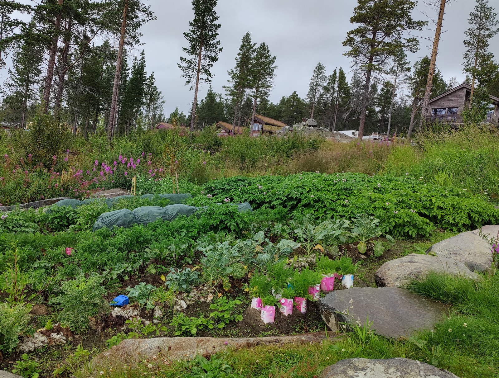 Luksus med egen andelsåker i feltet, med masse deilige grønnsaker plukkes inn på høsten! Galleribilde