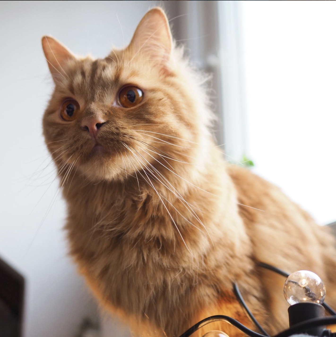 Her bor også katten Chimmy <3 Galleribilde