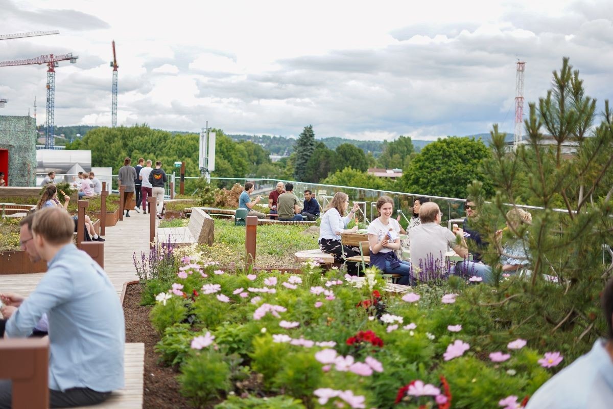 Frodig takterrasse Galleribilde
