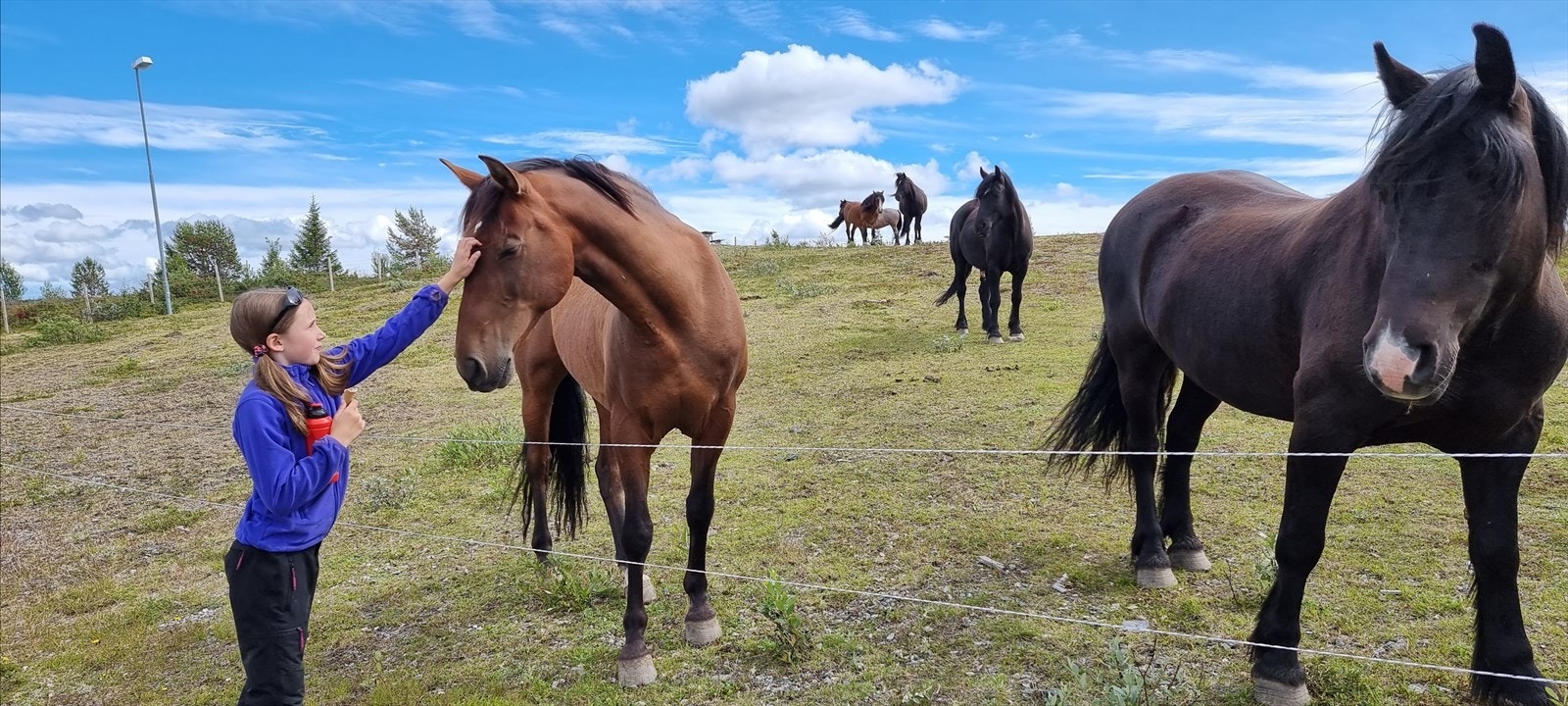 Det er flere muligheter for hyggelige stølsbesøk på Golsfjellet, Vaset og i Lykkja i Hemsedal. Galleribilde