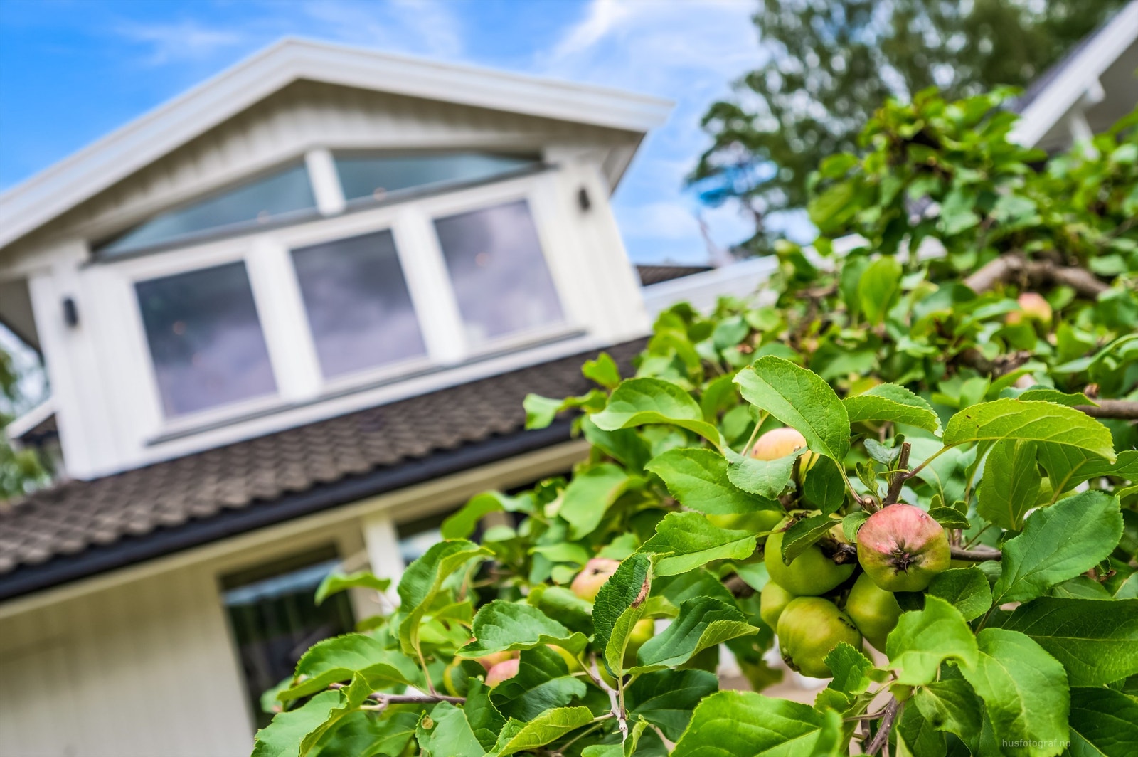 Tomten består av gressplen, bed med prydbusker, hekk og ett epletre Galleribilde