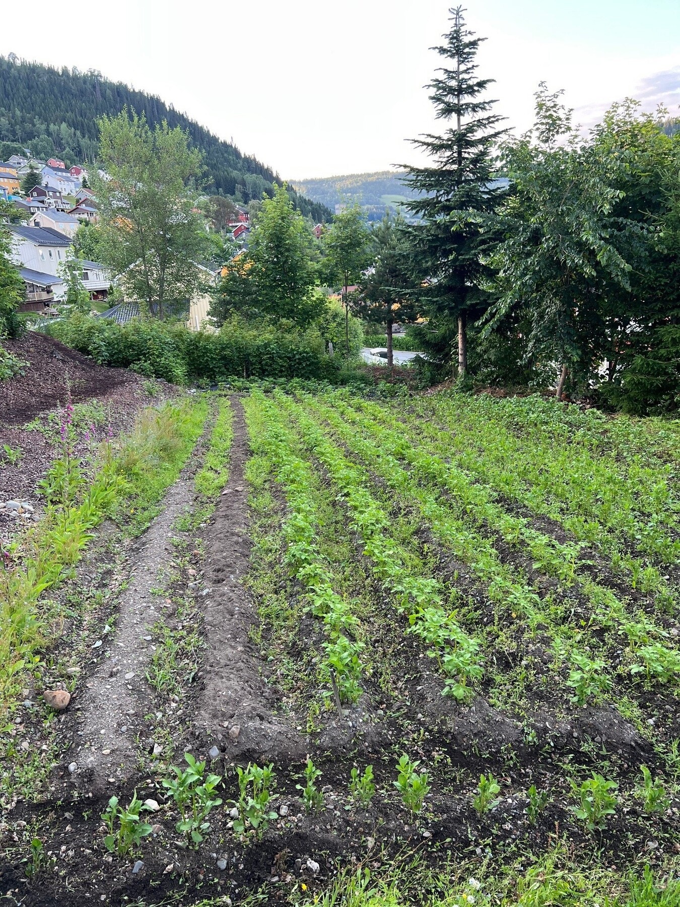 Dyrking på egen mark. Galleribilde
