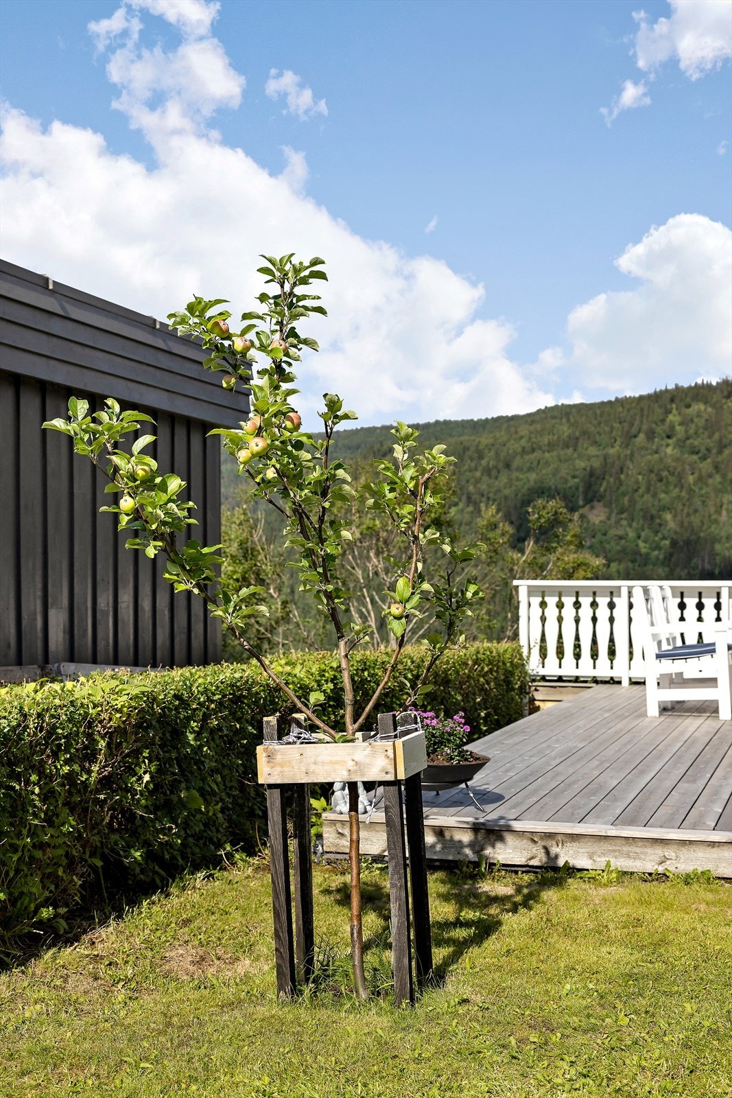 Hage med plen, hekk, trær og blomsterbed Galleribilde