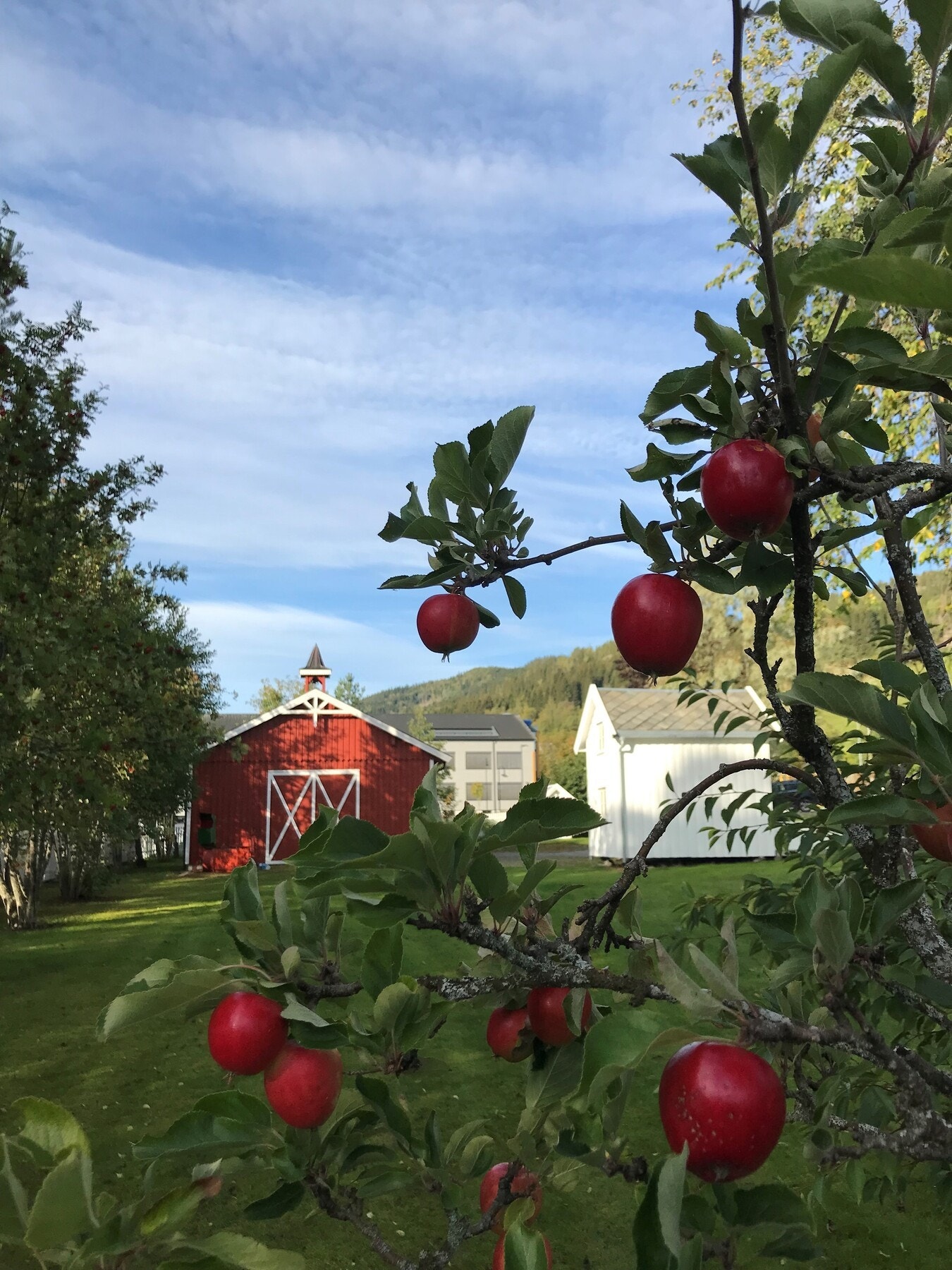 Epletrær i hagen. Galleribilde