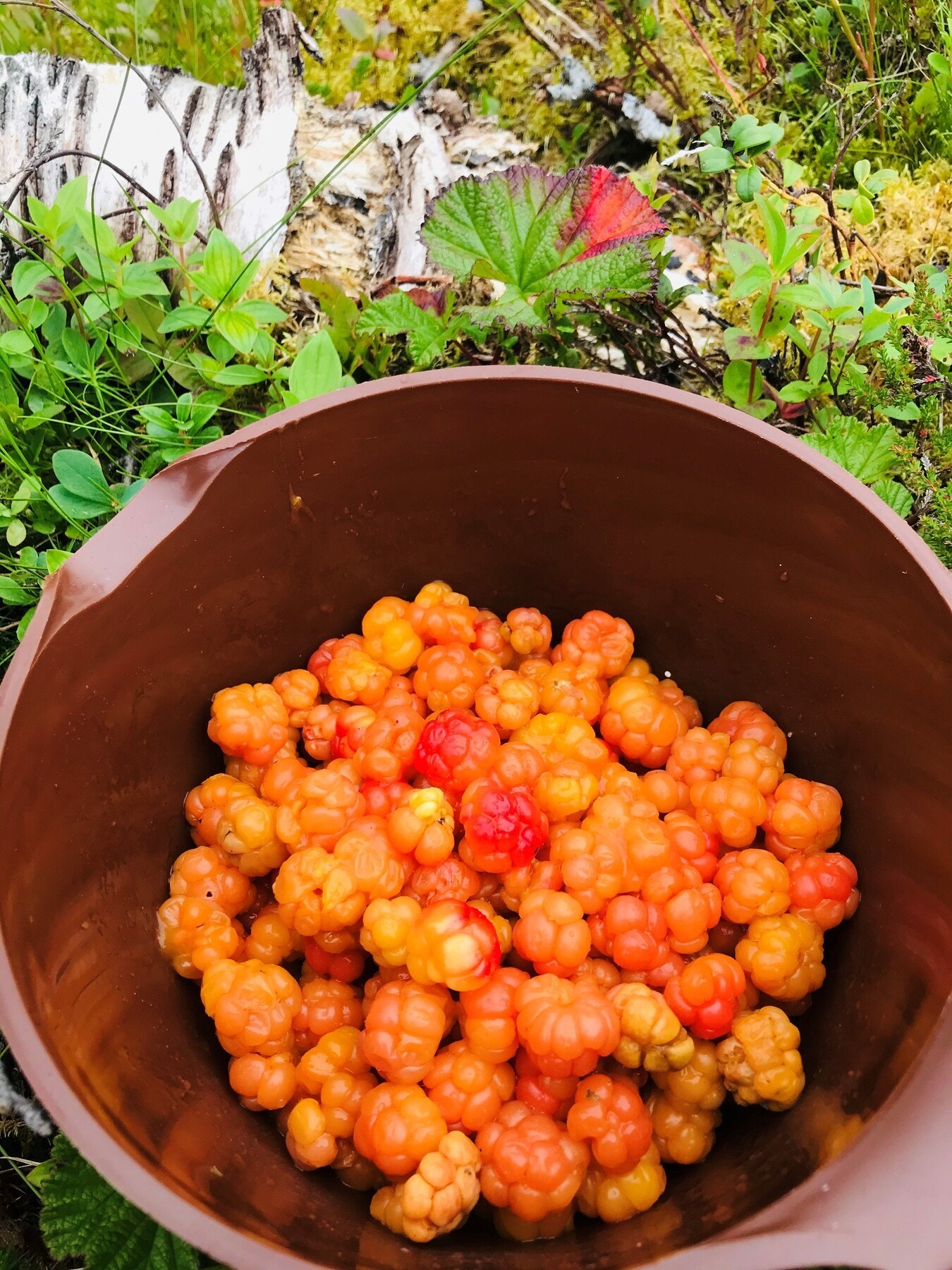 Multer fra eget fjell. Galleribilde