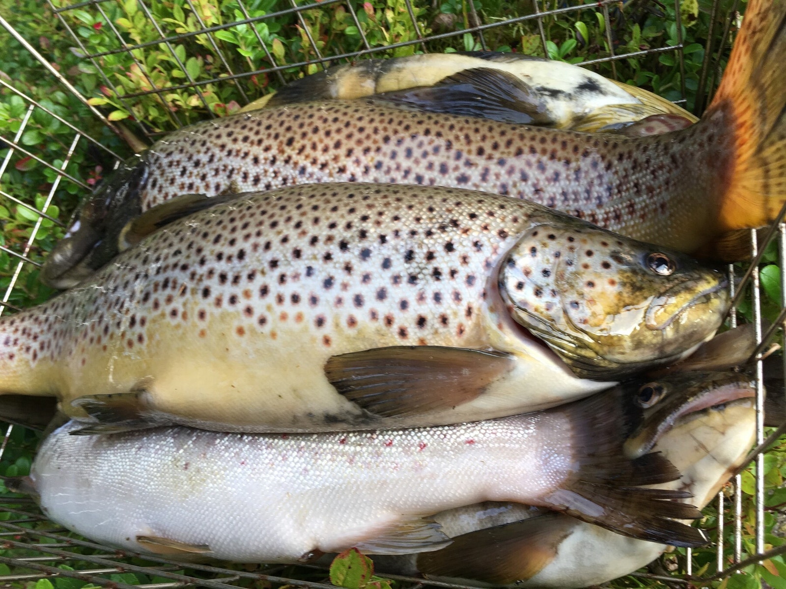 Ørret av fin størrelse tatt i eget fiskevann. Galleribilde
