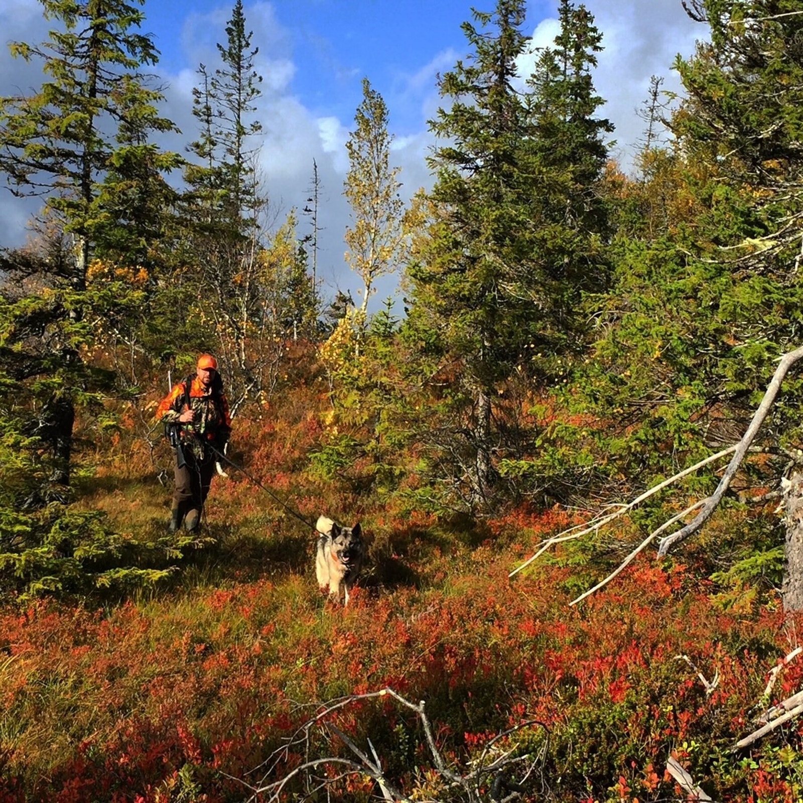 Jakt i vakker natur. Galleribilde