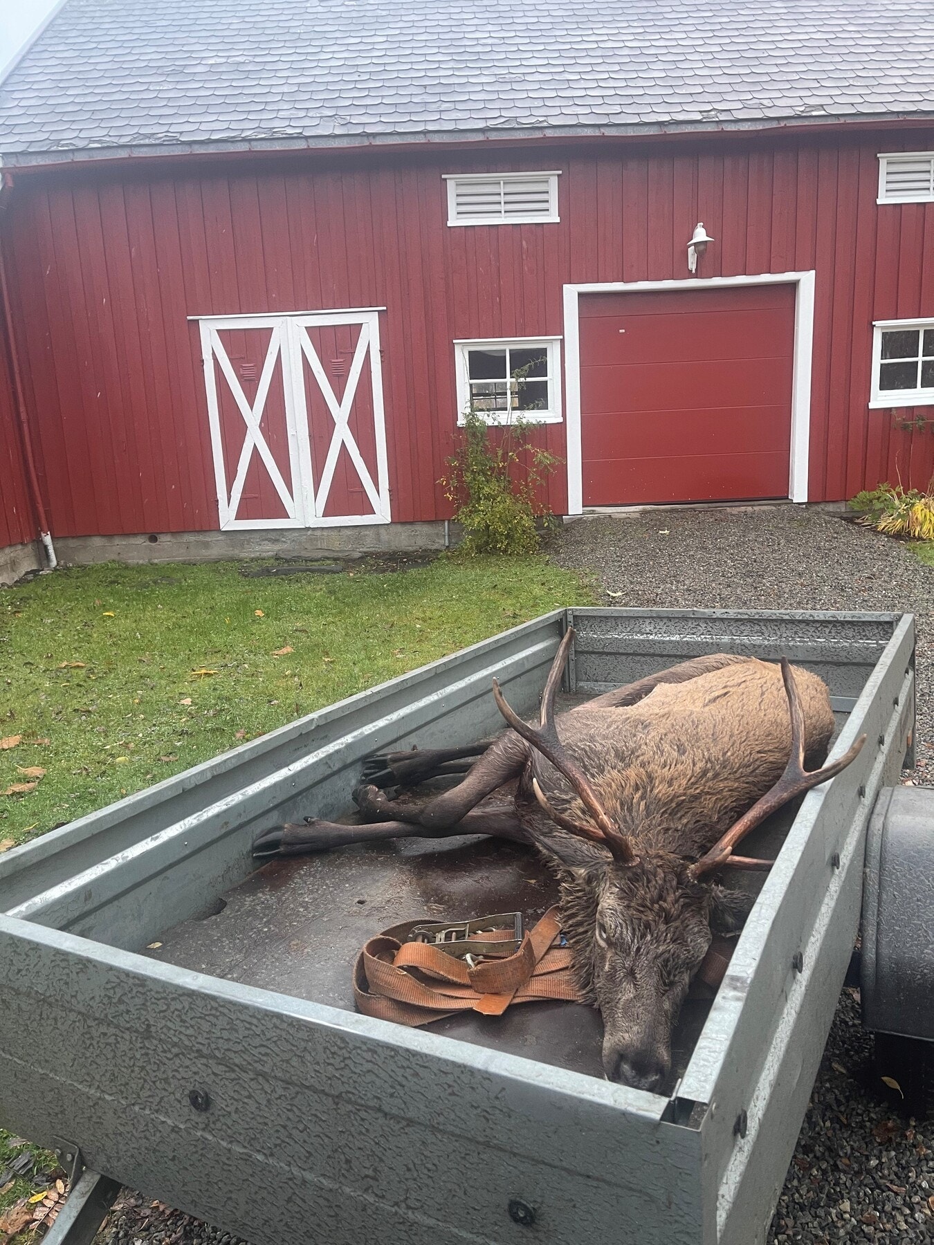 Fangst av hjort. Galleribilde