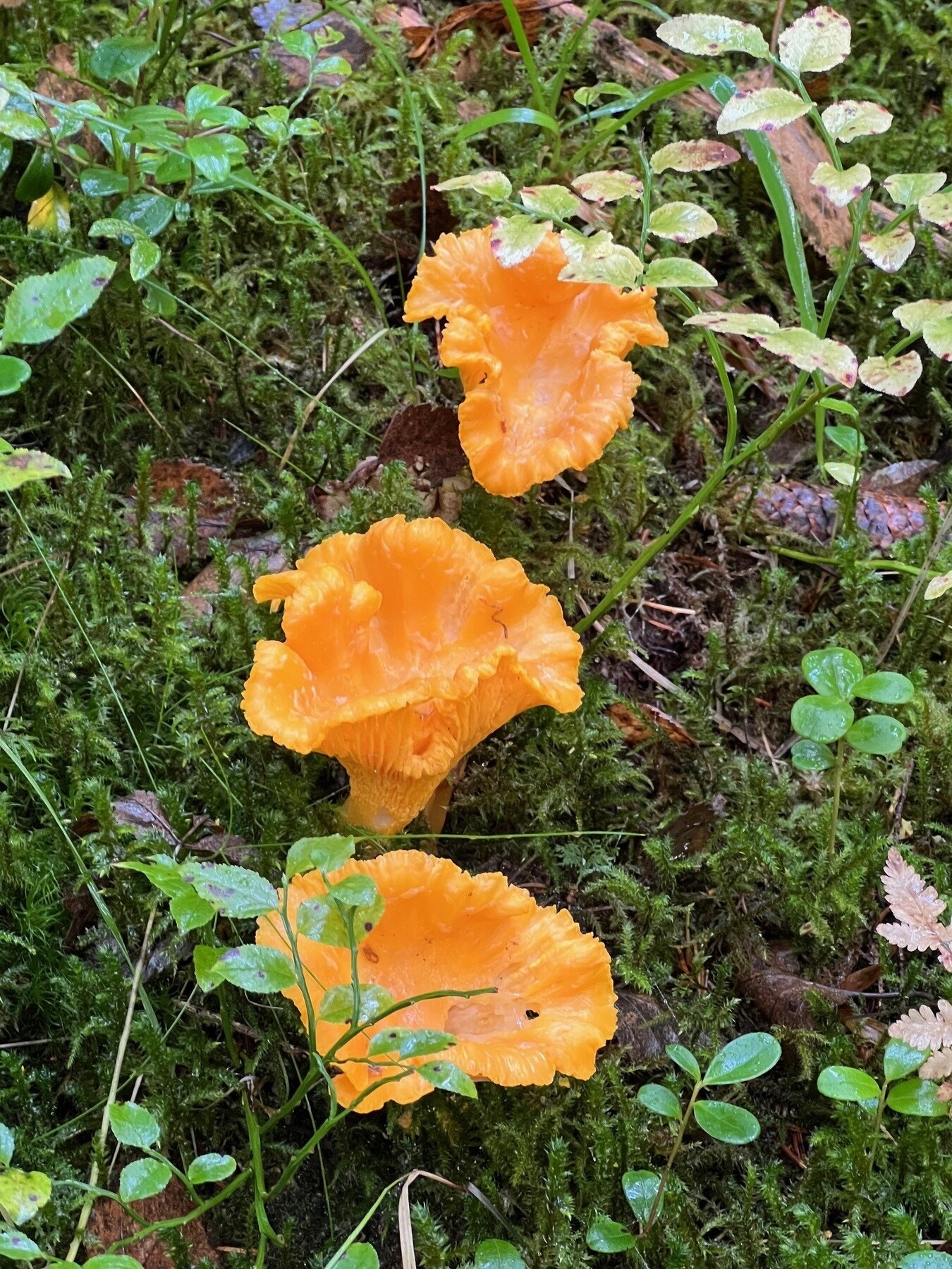 Sopp fra egen skog. Galleribilde