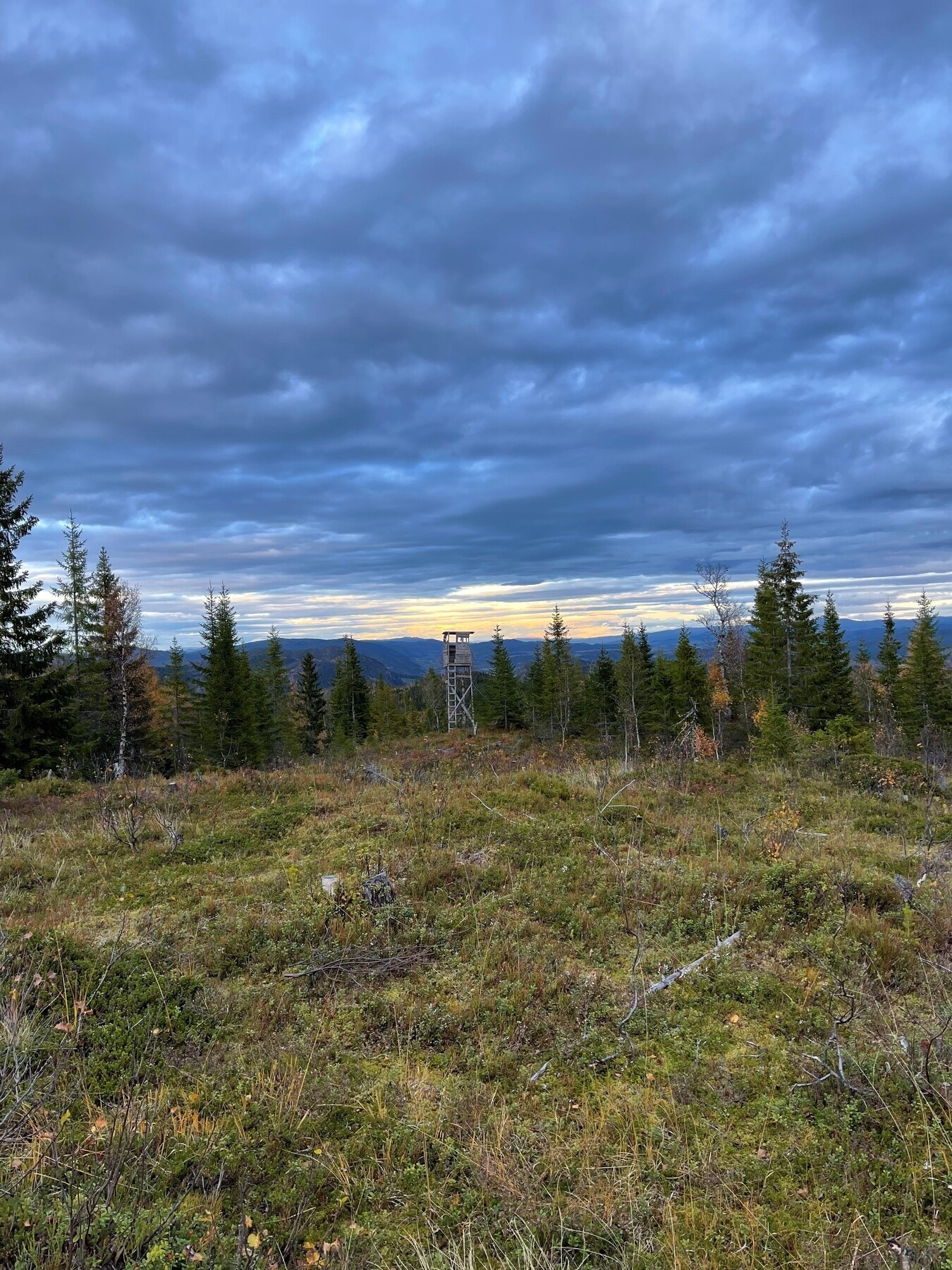 Jakttårn. Galleribilde