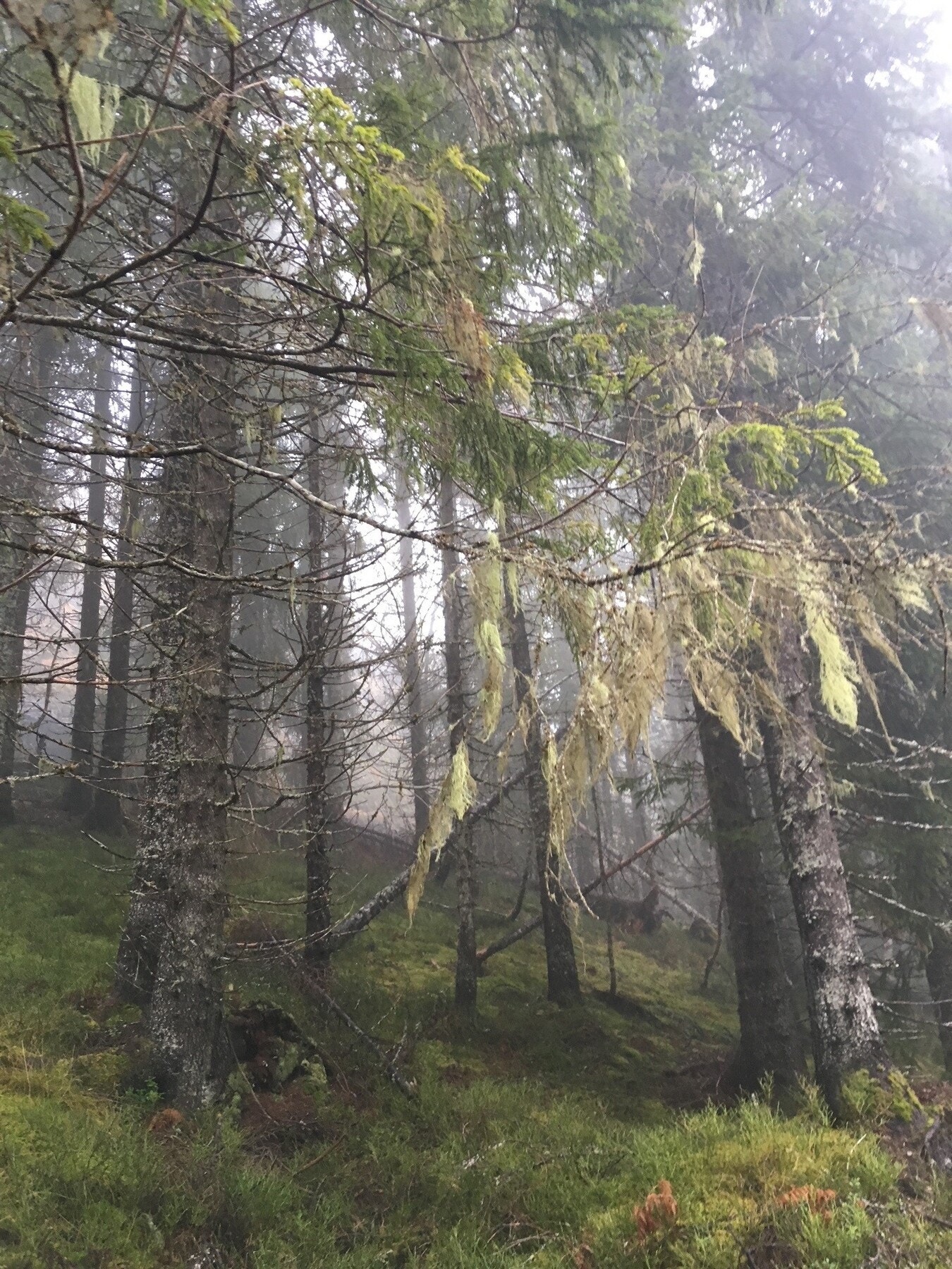 Gammelskog. Galleribilde