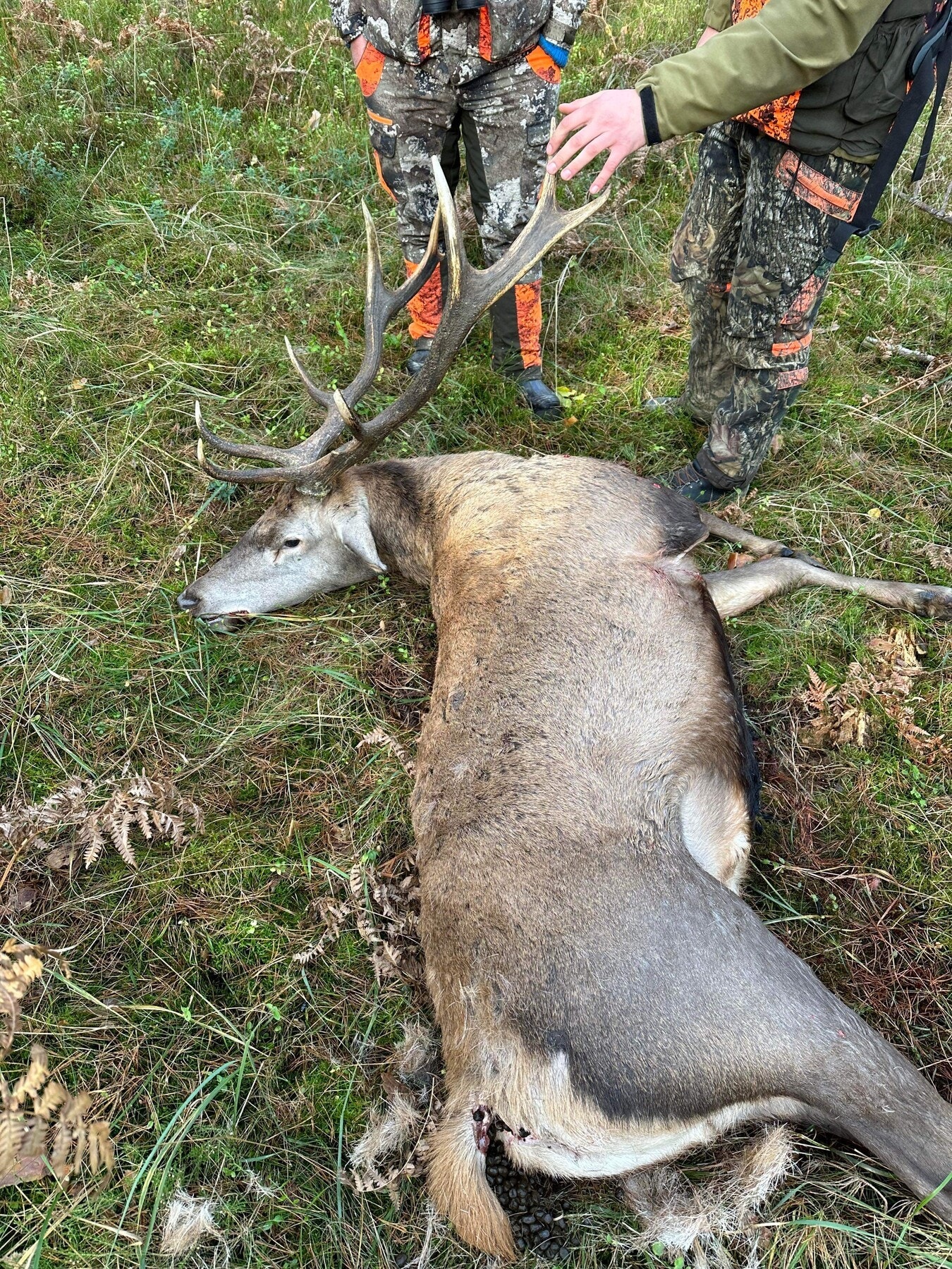 Kronhjort. Galleribilde