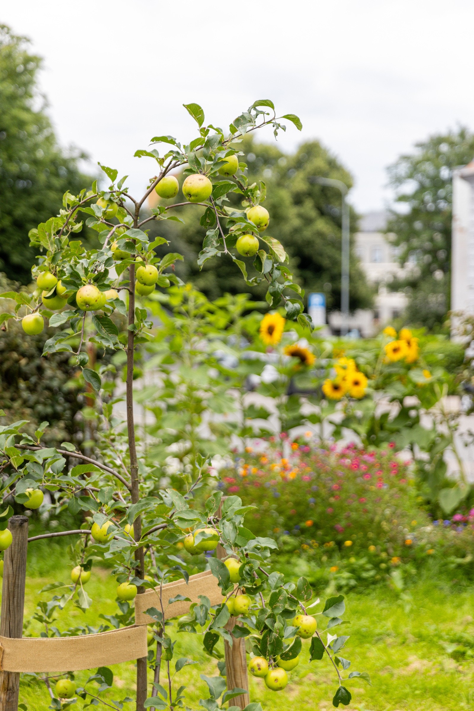 I tillegg til flotte uteområder kan gården vise til en låst utendørs sykkelbod til glede for beboere. Galleribilde