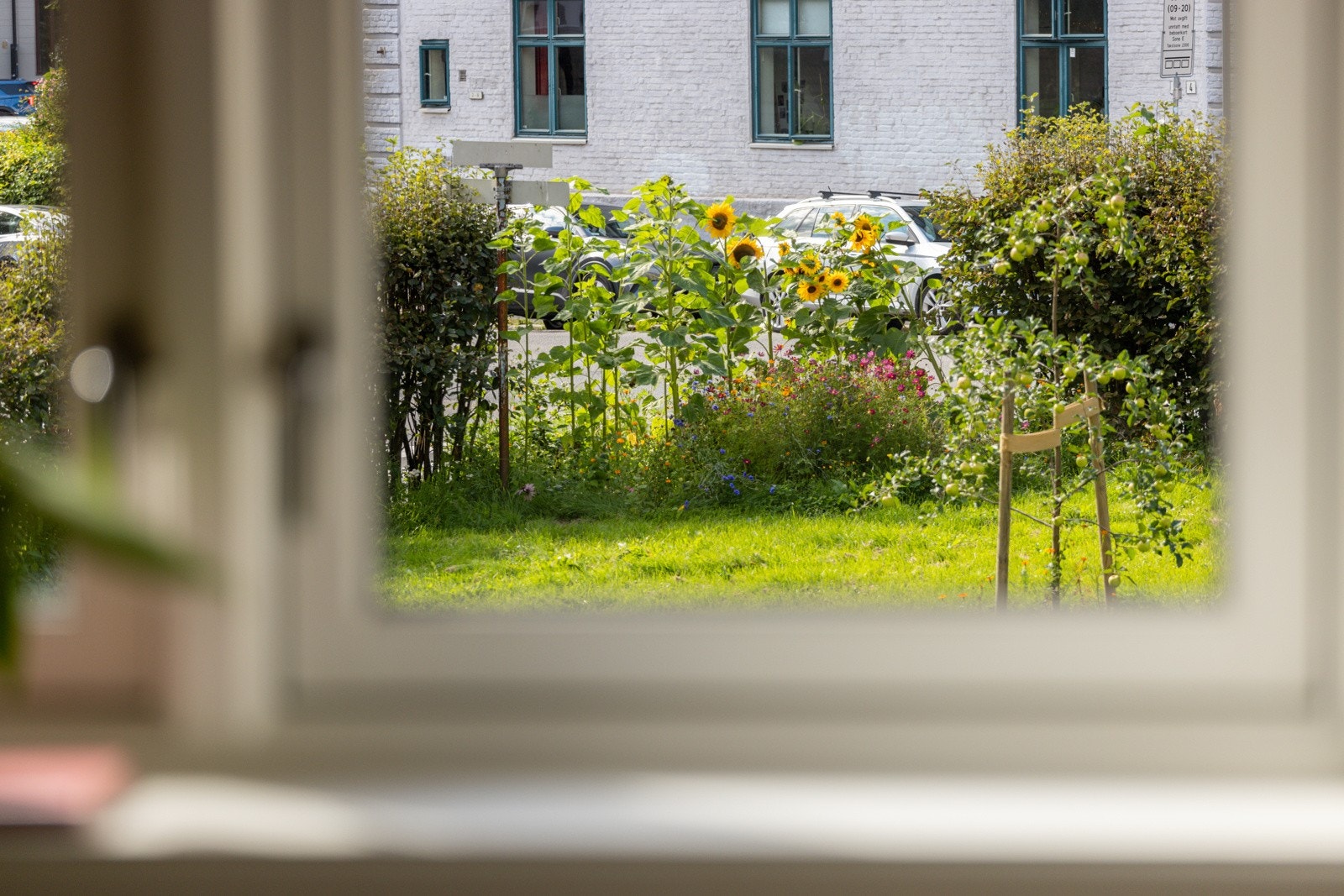 Utenfor vokser både epletrær, blomster og solsikker! Galleribilde