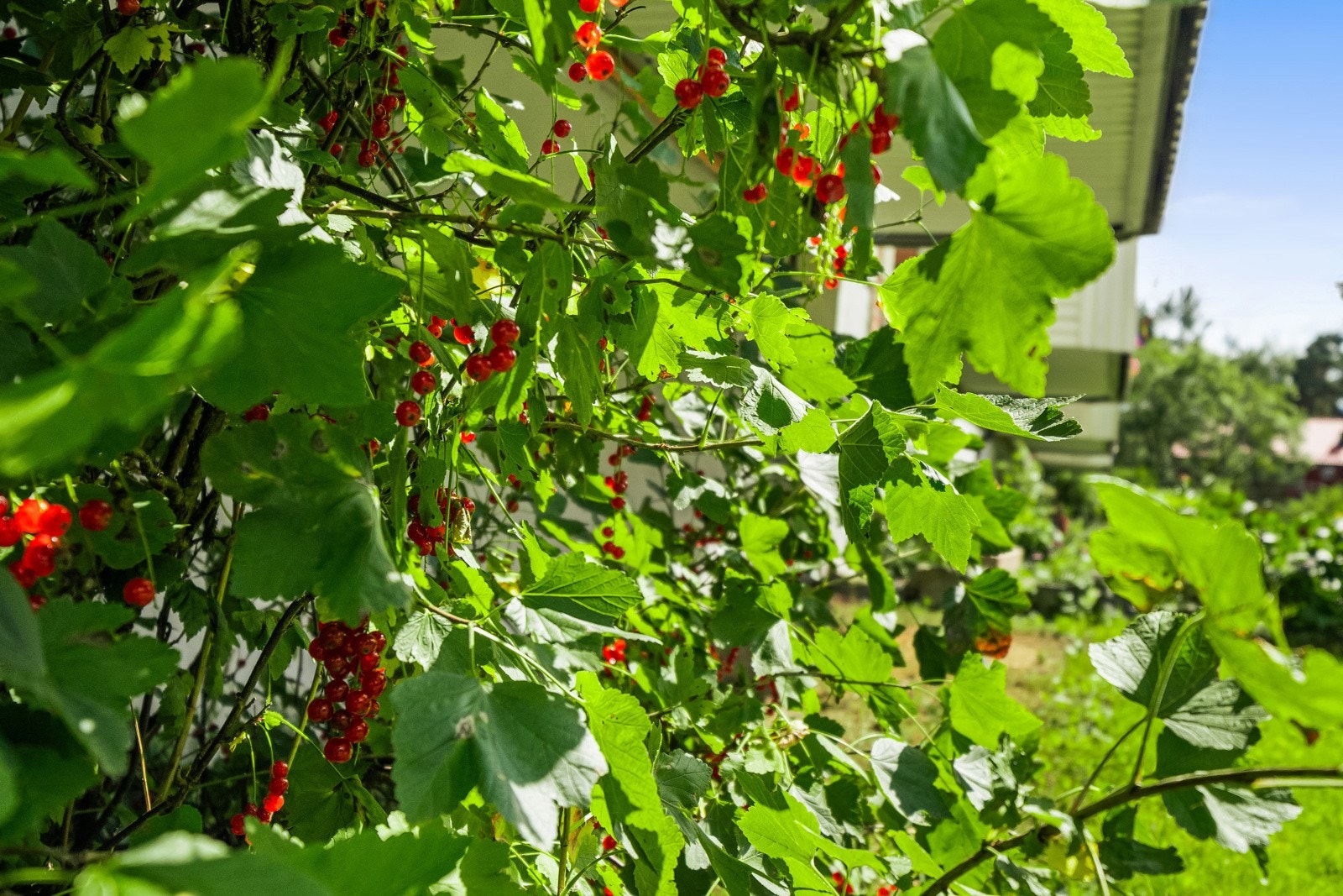 På sensommren har det bestandig vært ripsbusker og elpetrær i fellesområdene som har vært populært for beboere å plukke fra. Galleribilde
