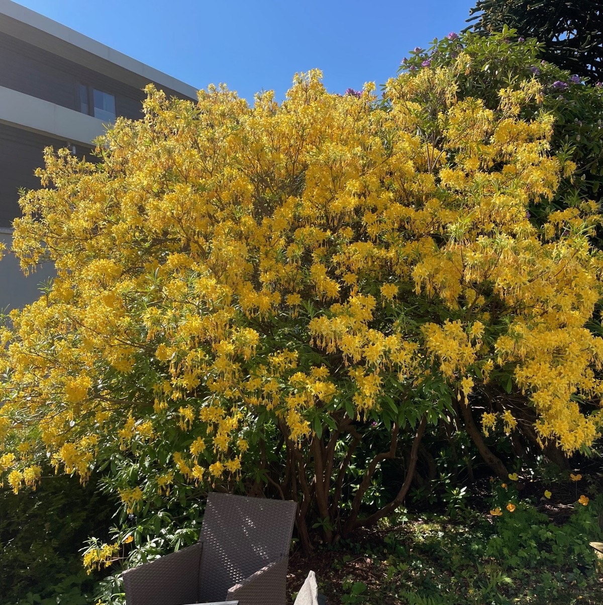 Nydelig hage når den er full blomst Galleribilde
