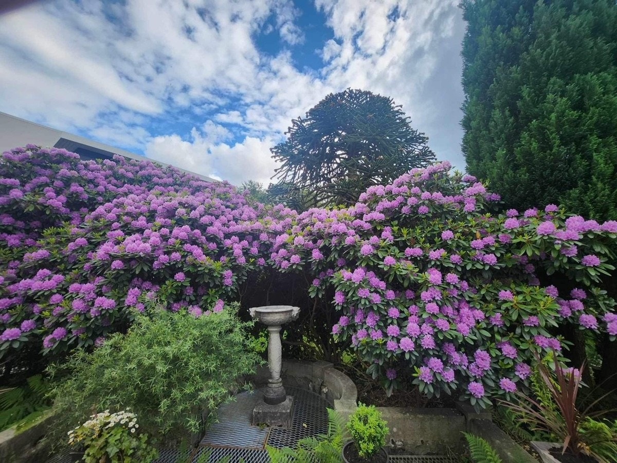 Nydelig hage når den er full blomst Galleribilde