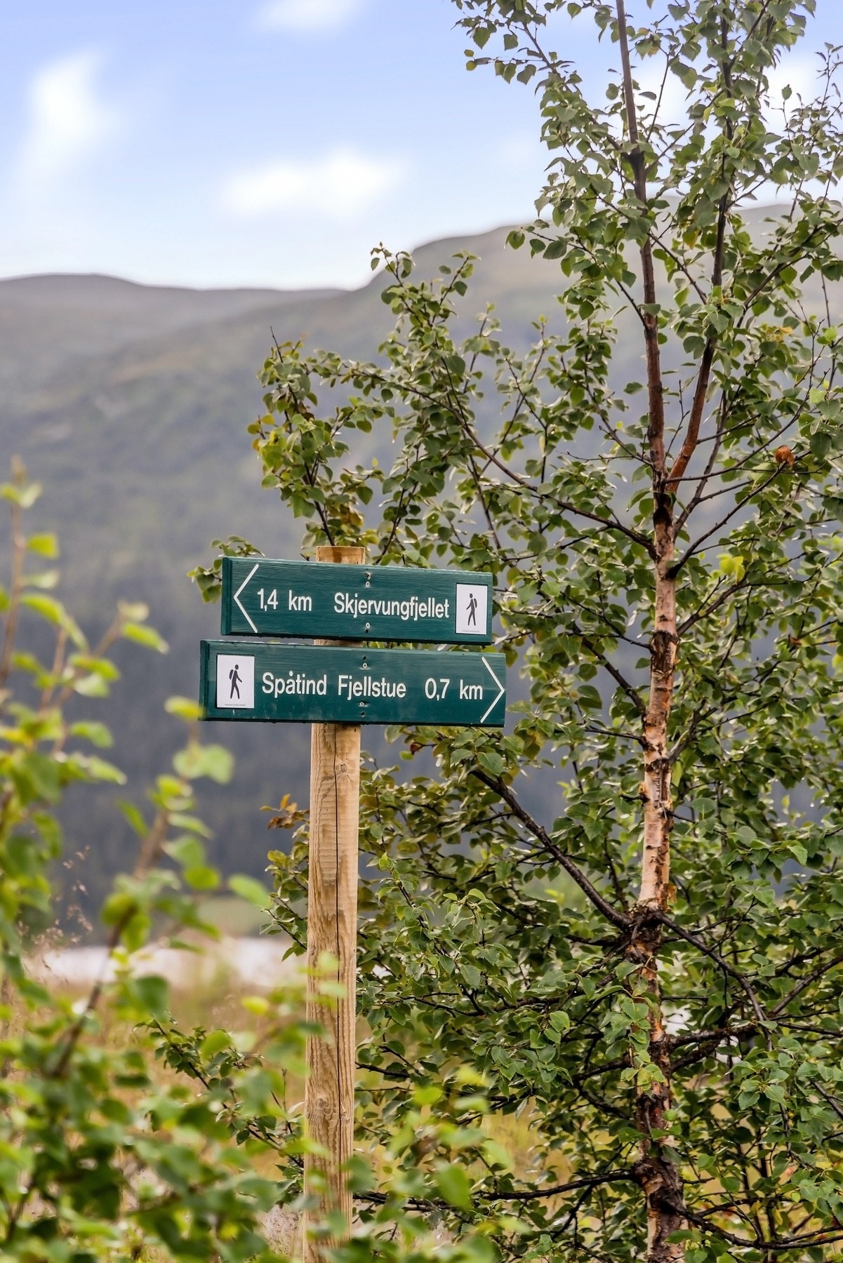 Spåtind har enormt mange merkede turstier, og ca 32 mil med oppkjørte skiløyper på vinteren. Galleribilde