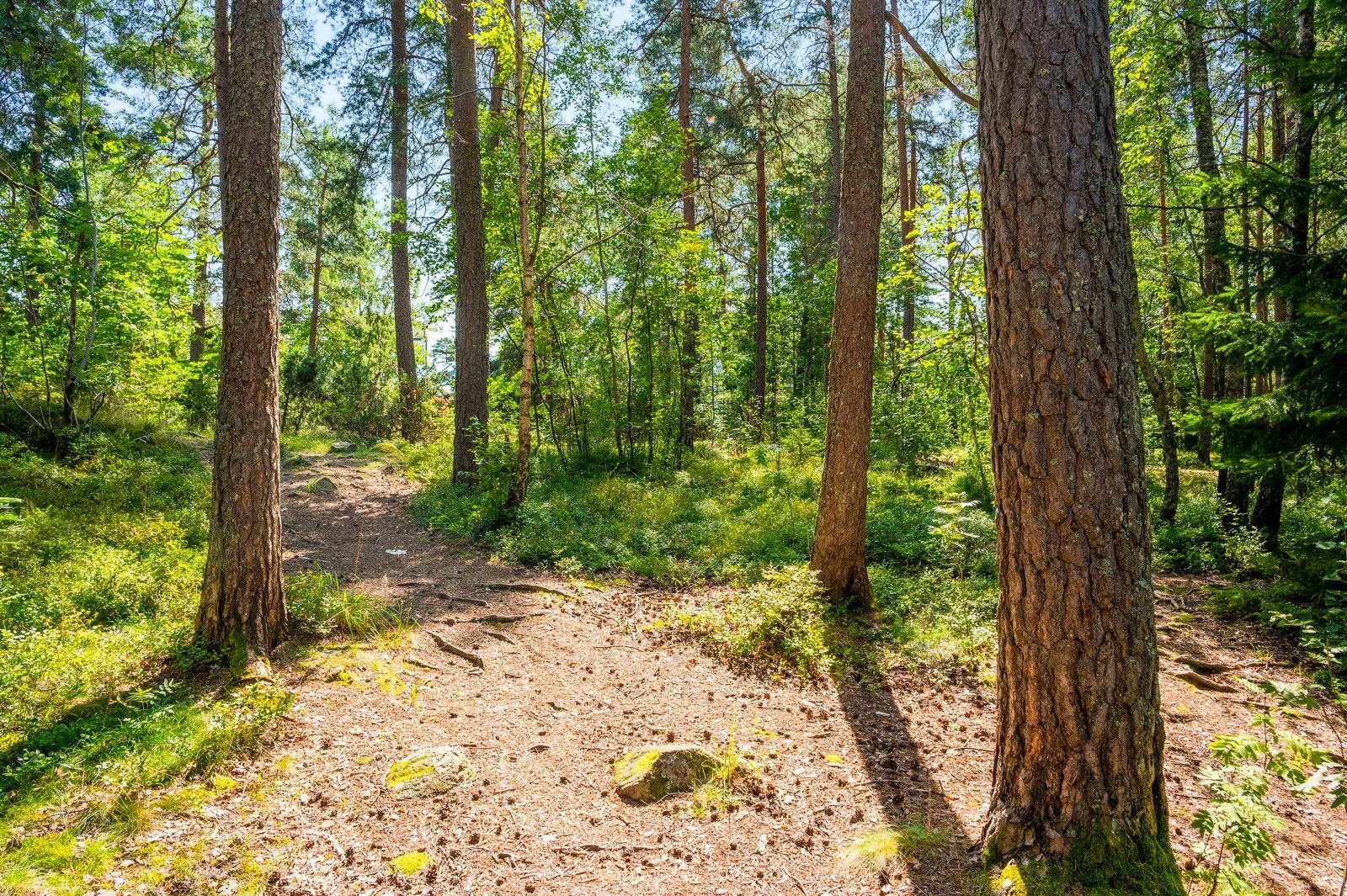 Nærområdet kan tilby nesten ubegrenset tilgang på natur og grøntområder som turstier og lysløyper. Galleribilde