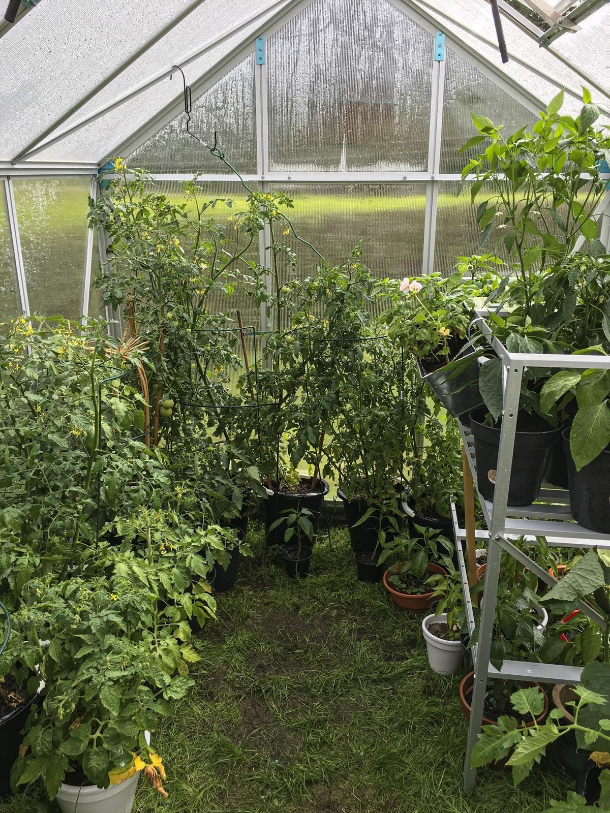 - til glede for den med "grønne fingre! - Galleribilde