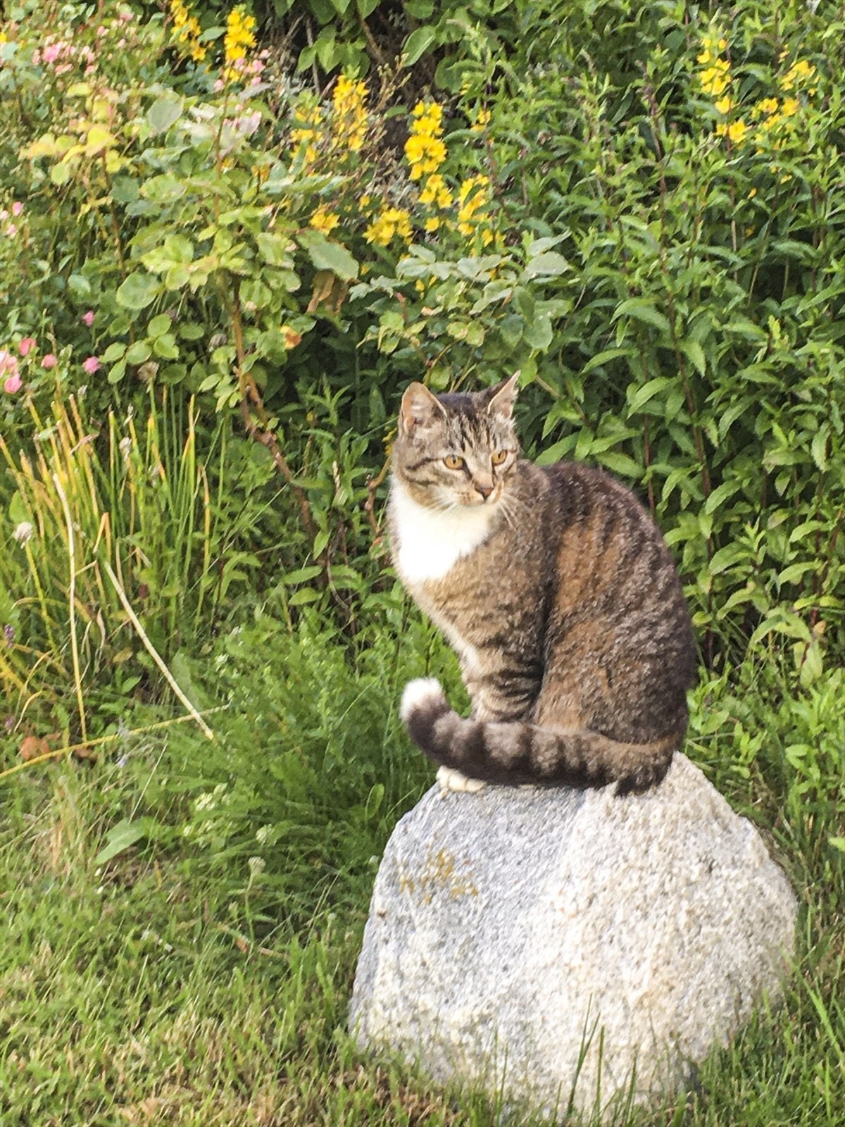 - De 13 år gamle søsknene Mons og Mia er stallkattene på Rotrud. Mot litt varme i stallen, tilgang på vann og litt ekstra mat, byr de på kos og selskap. Mons og Mia håper å få lov til å fortsette å jobbe for den neste familien som skal bo her - Galleribilde