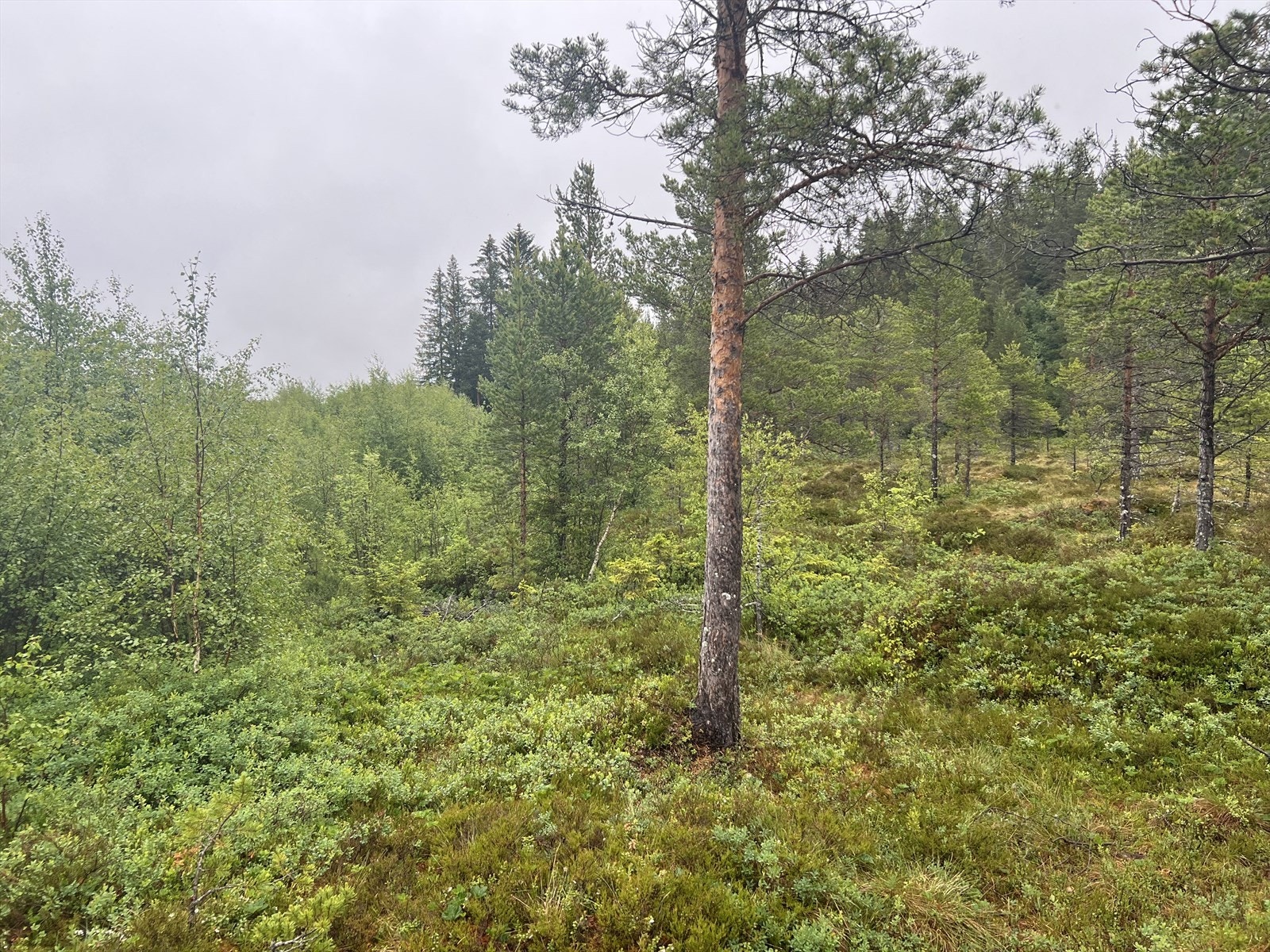 IMG_1534.jpeg Galleribilde