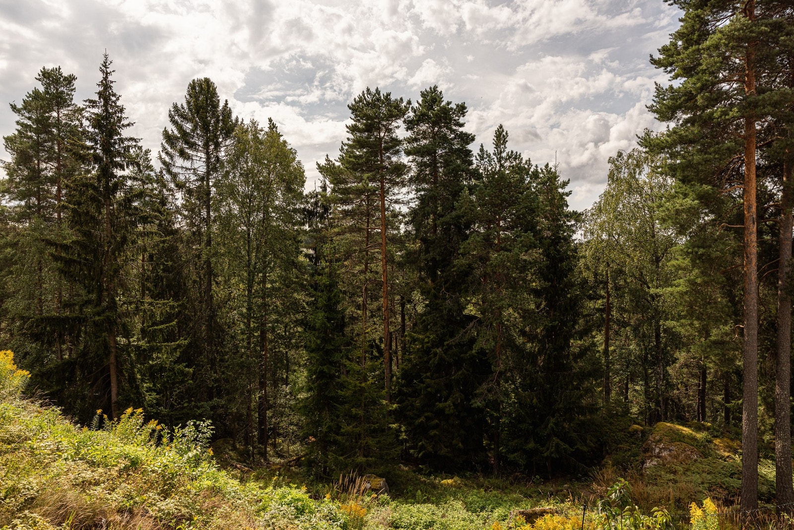 Idyllisk og frodig område. Galleribilde