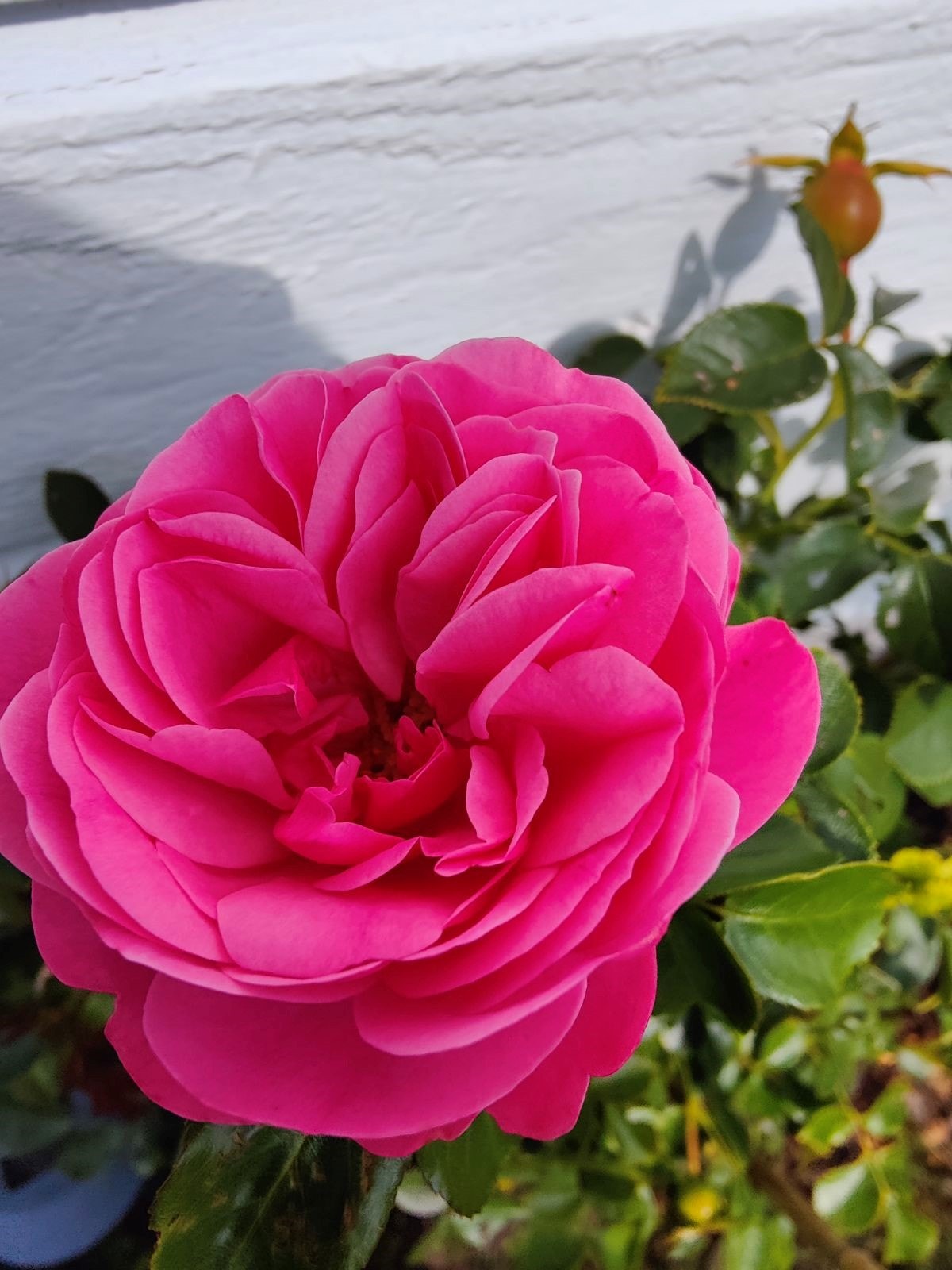 selgers egne bilder Galleribilde