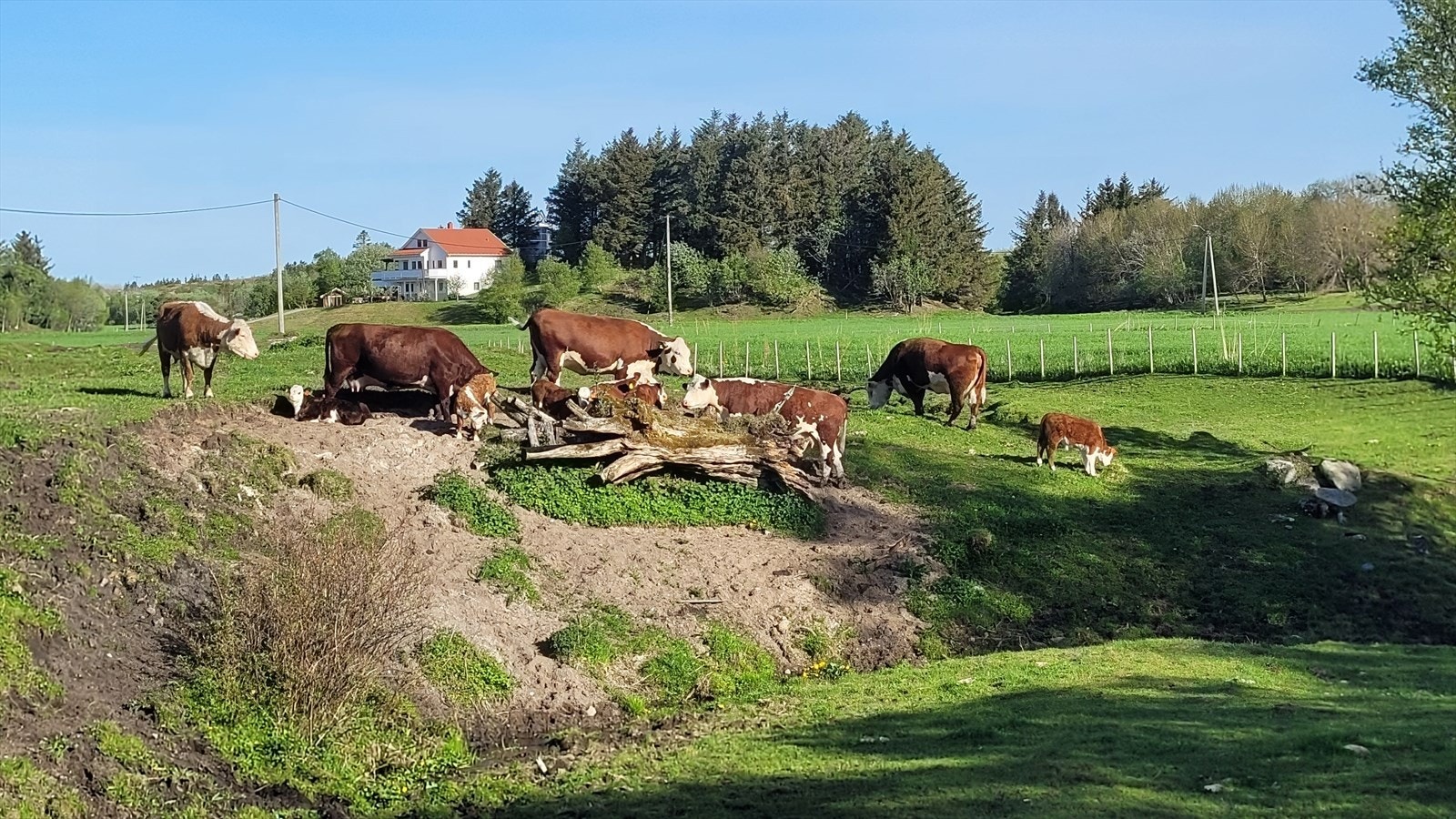 Fra badrommet kan man se kyrne beite.
(er adskilt med gjerde). Galleribilde