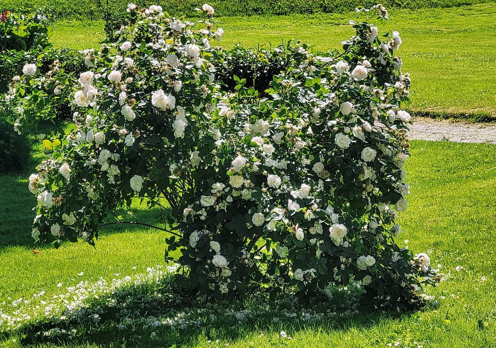 814805579_image_1931055.jpg Galleribilde