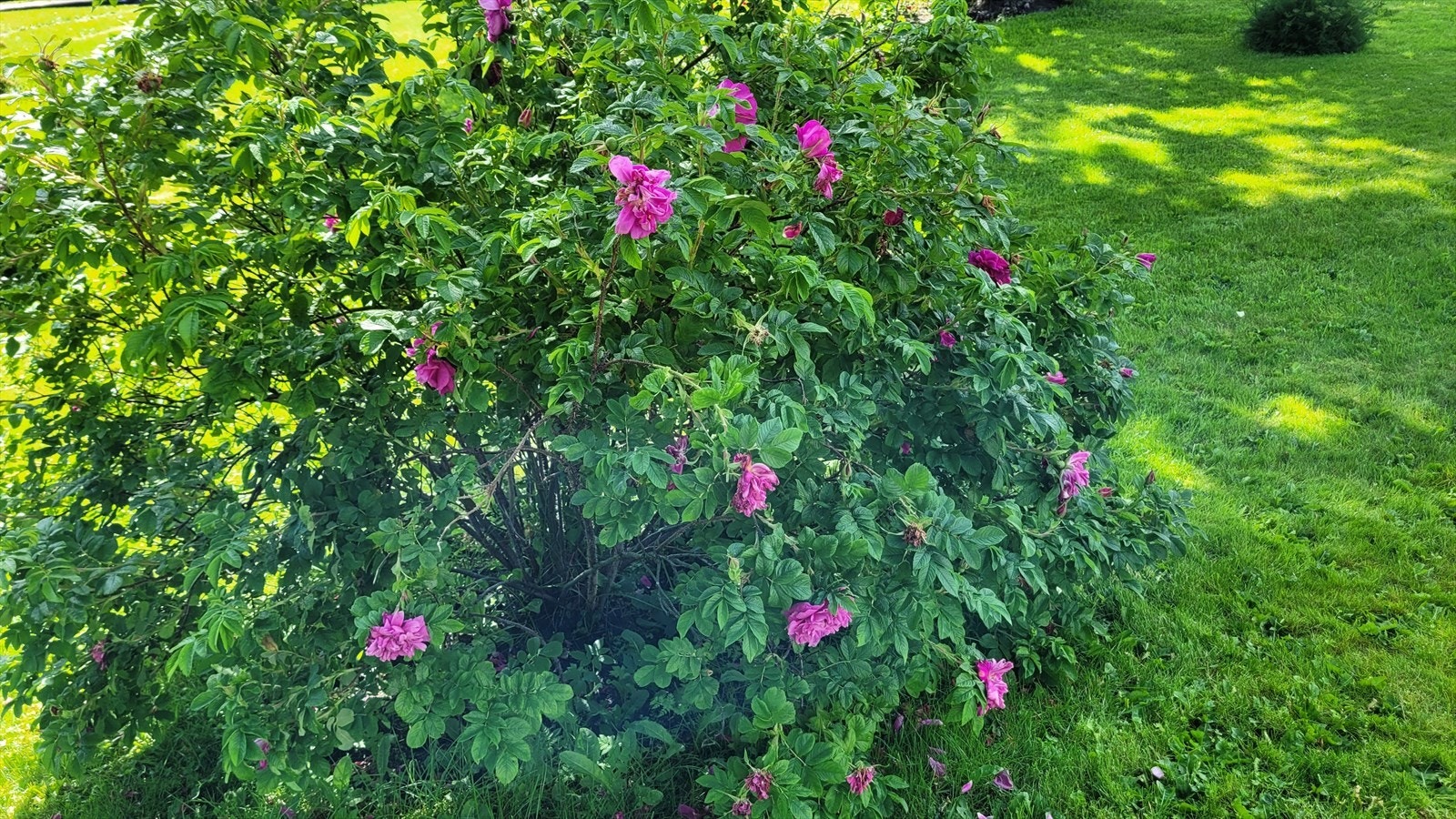 20240704_110001.jpg Galleribilde