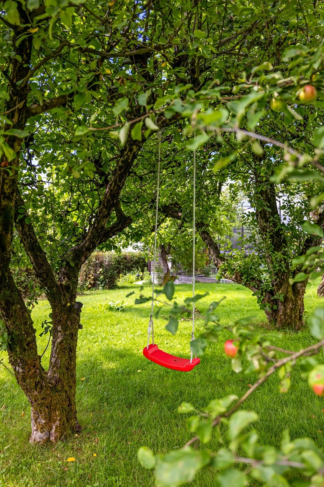 God plass for de minste og firbente å boltre seg både sommer og vinter Galleribilde