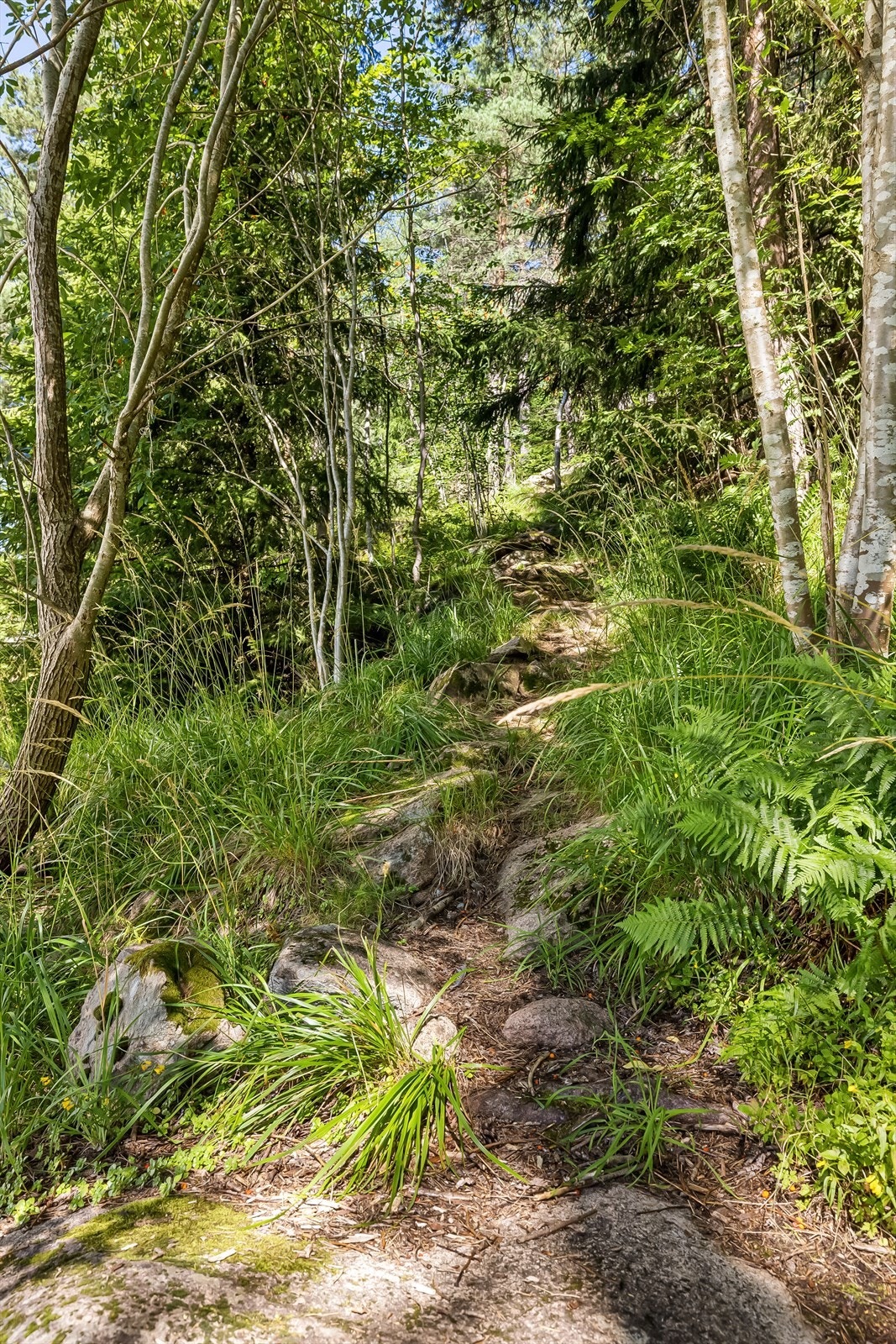 Det går turstier inn til Lillomarka rett bak boligen. Galleribilde