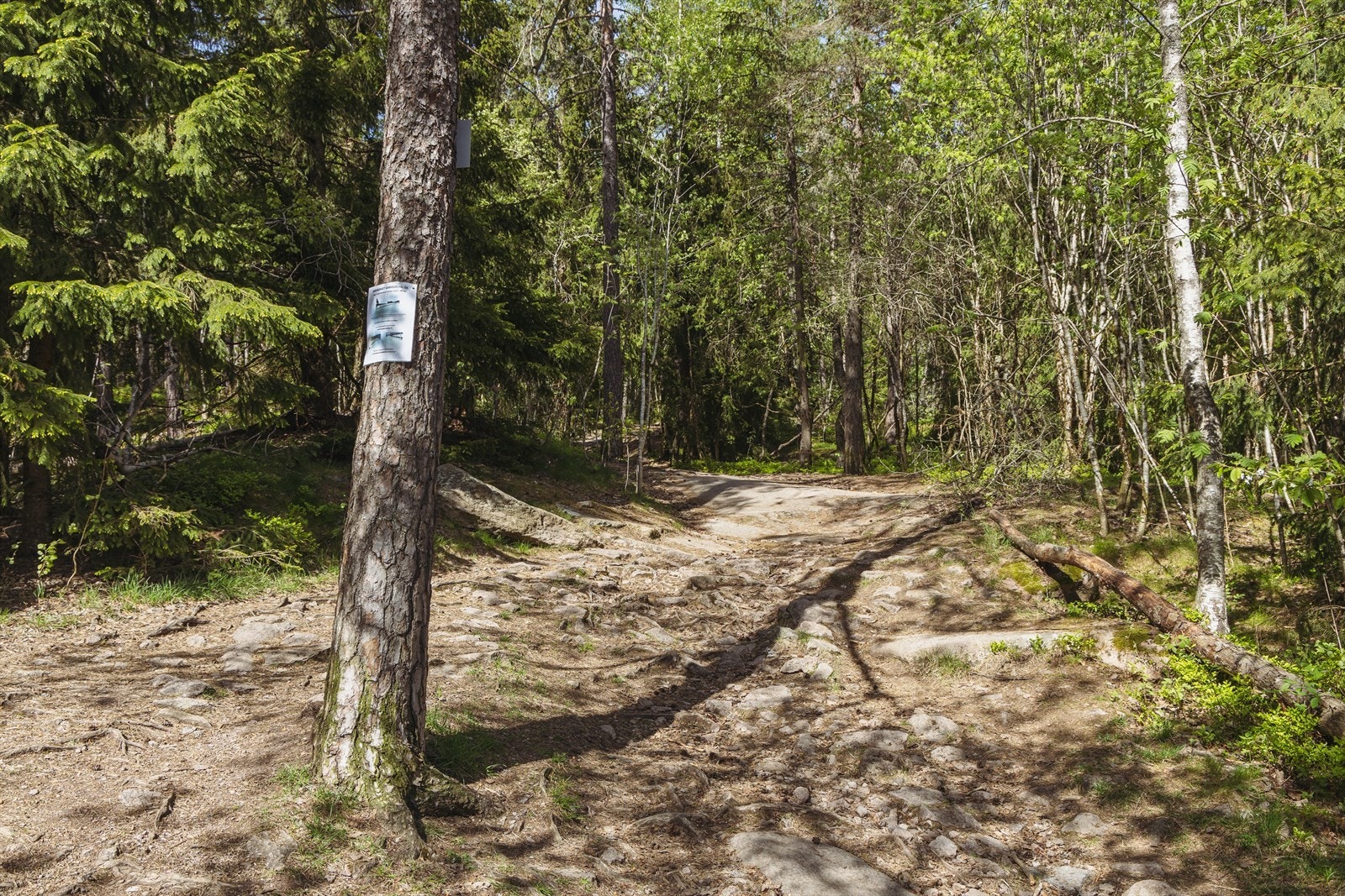 En kort spasertur unna ligger inngangen til Lillomarka. Galleribilde
