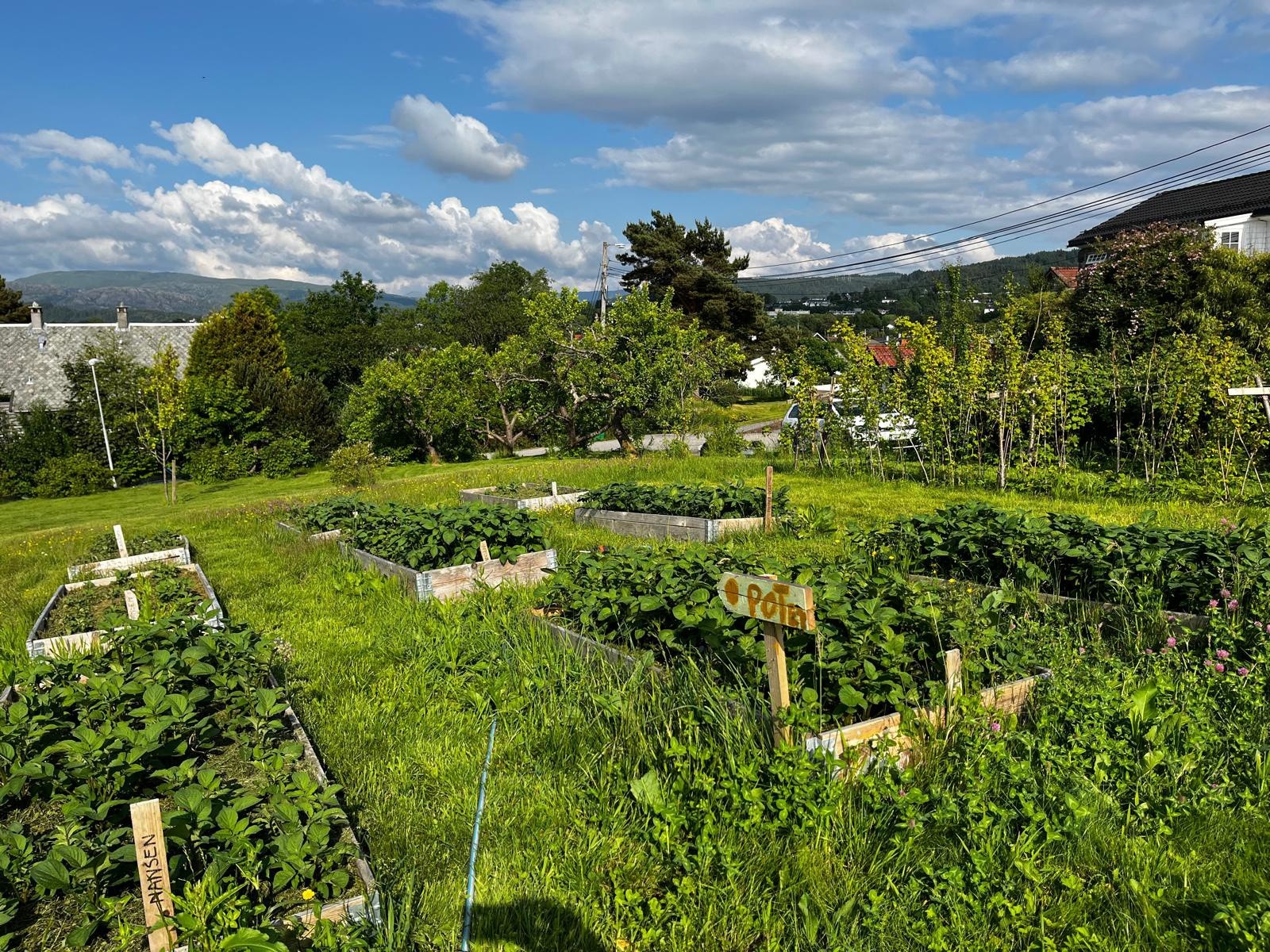 Stor og koselig parsellhage på borettslagets fellesarealer. Galleribilde