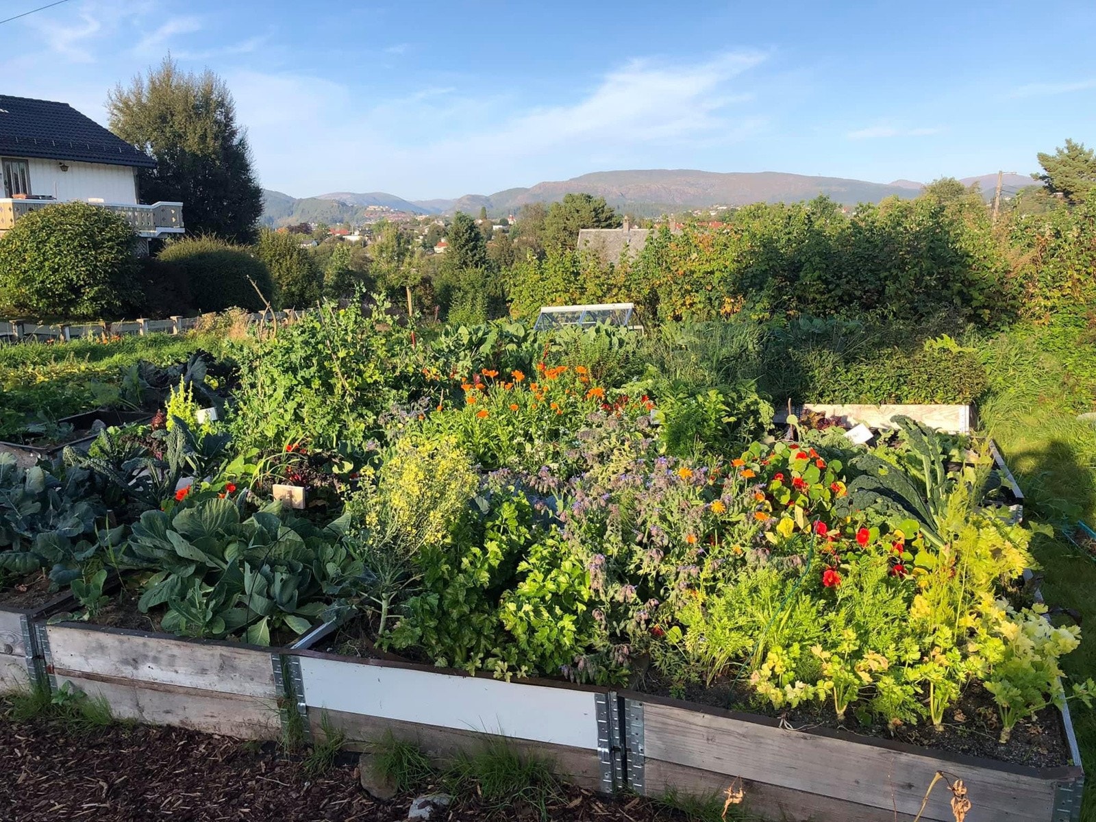 Her kan man gro sine egne grønnsaker. Galleribilde