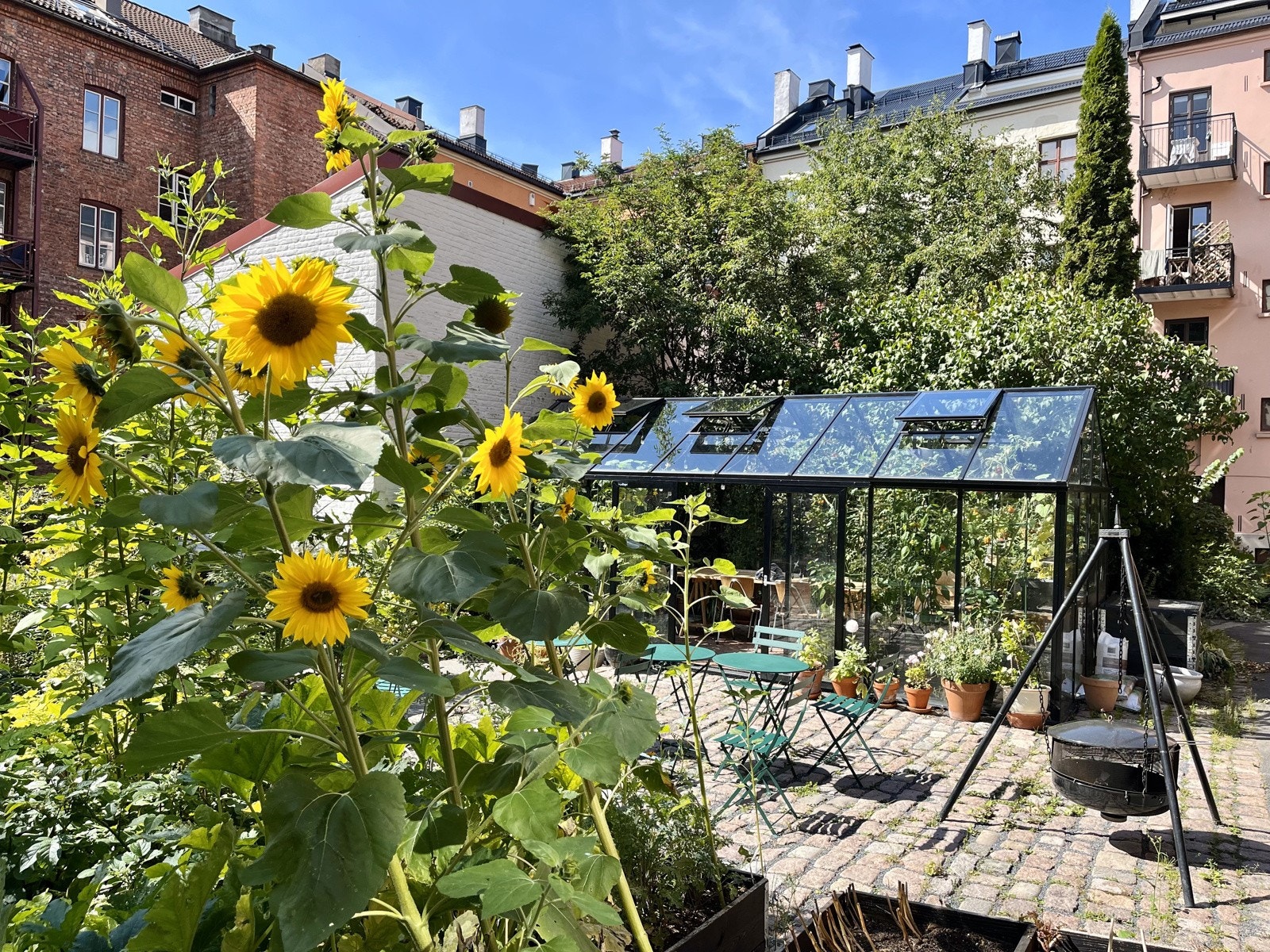 Borettslaget har både drivhus og nyoppusset bakgårdshus. Bilde tatt av selger. Galleribilde
