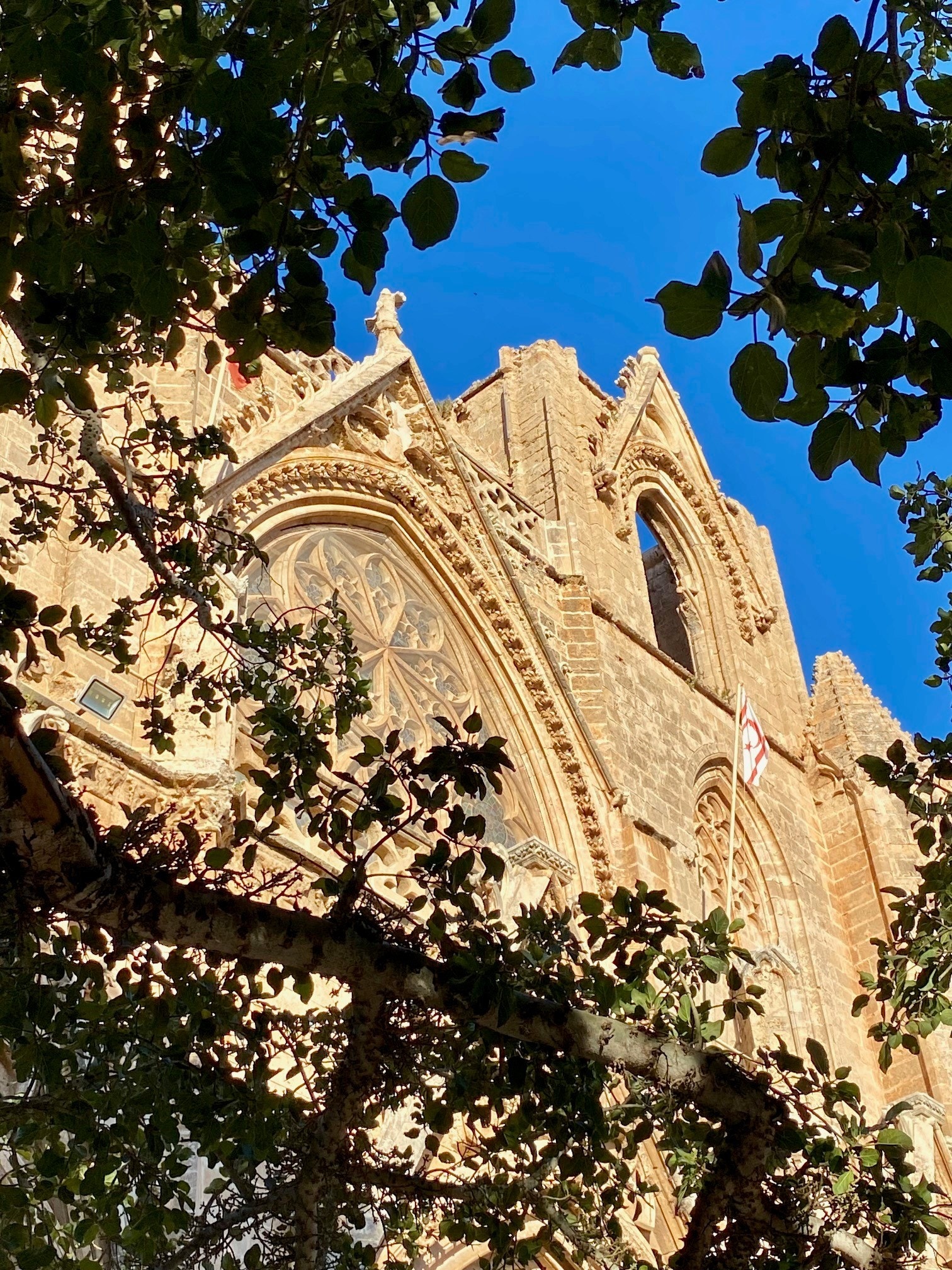 Under Fikentreet fra 1299 Galleribilde