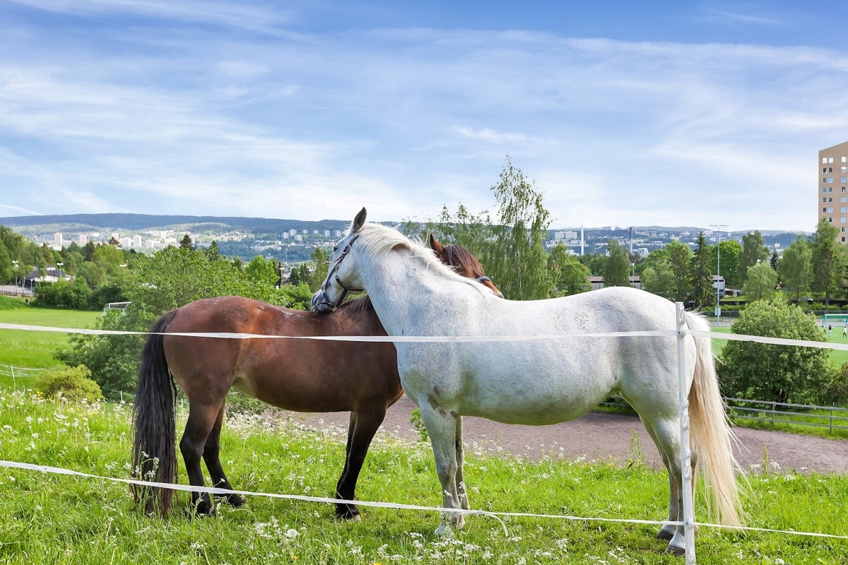 Årvoll gård Galleribilde