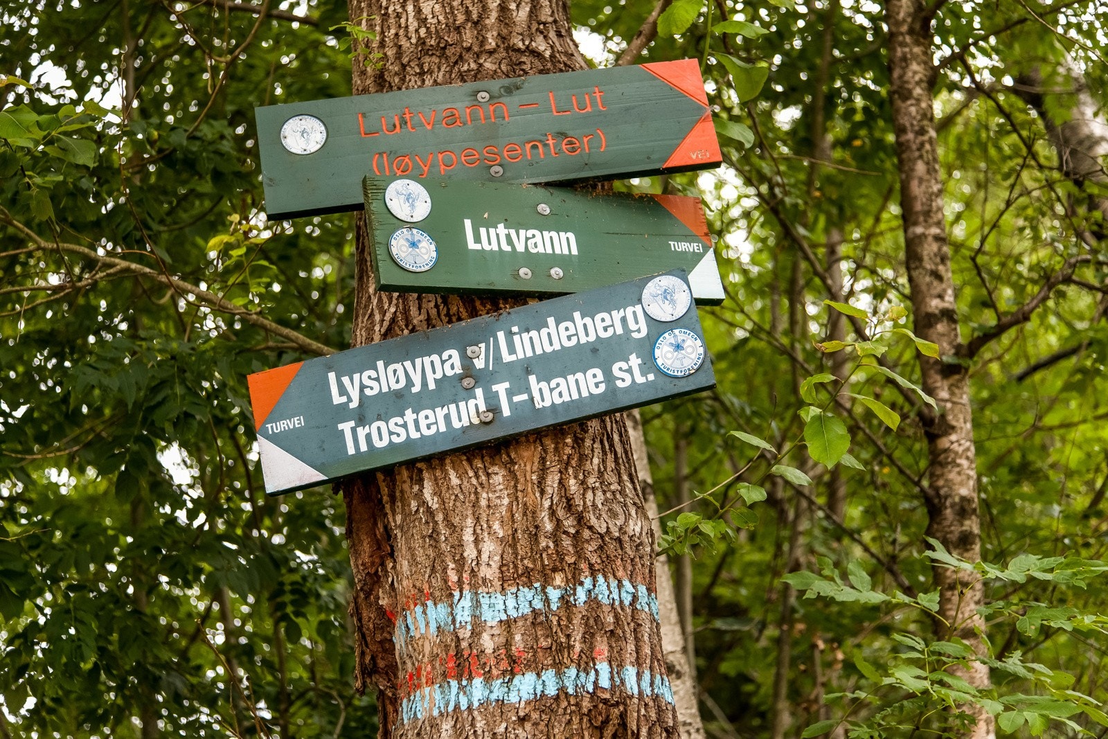 Mange fantastiske stier i Østmarka Galleribilde