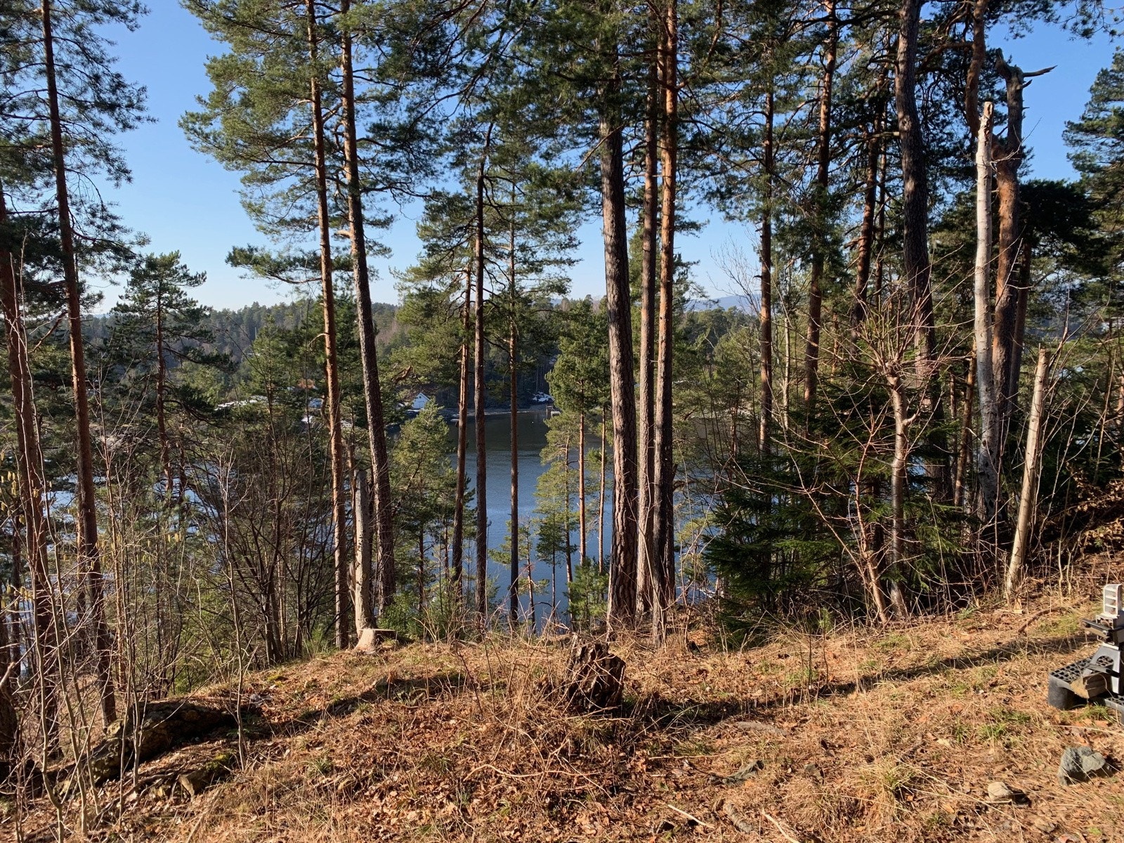 Stort sett slank furuskog på eiendommen. Galleribilde