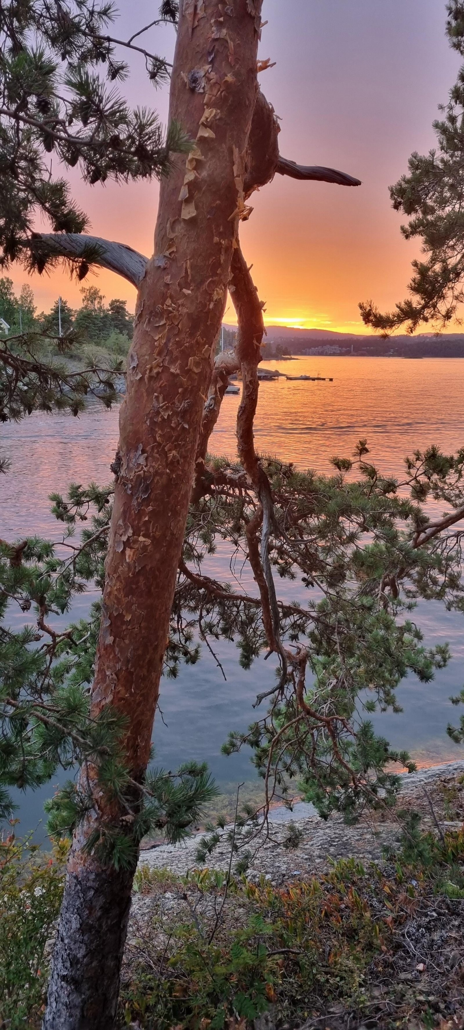 Tomtene har sen kveldssol Galleribilde