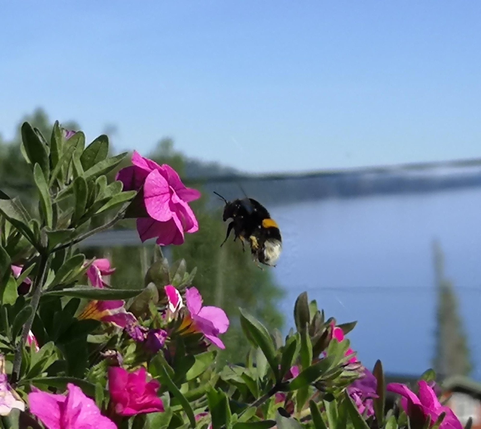 Selgers private bilde fra eiendommen i blomstring Galleribilde