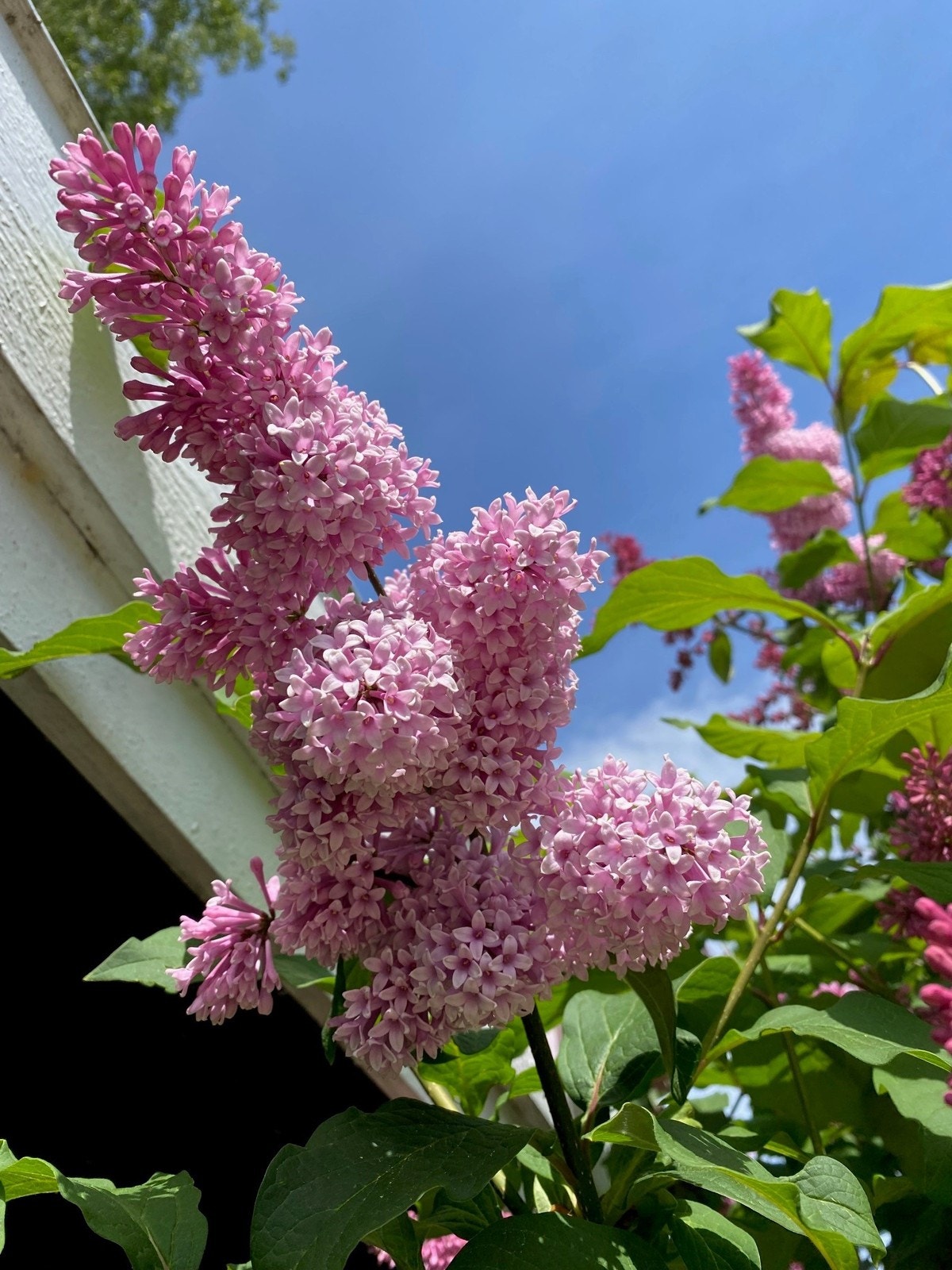 Selgers private bilde fra eiendommen i blomstring Galleribilde