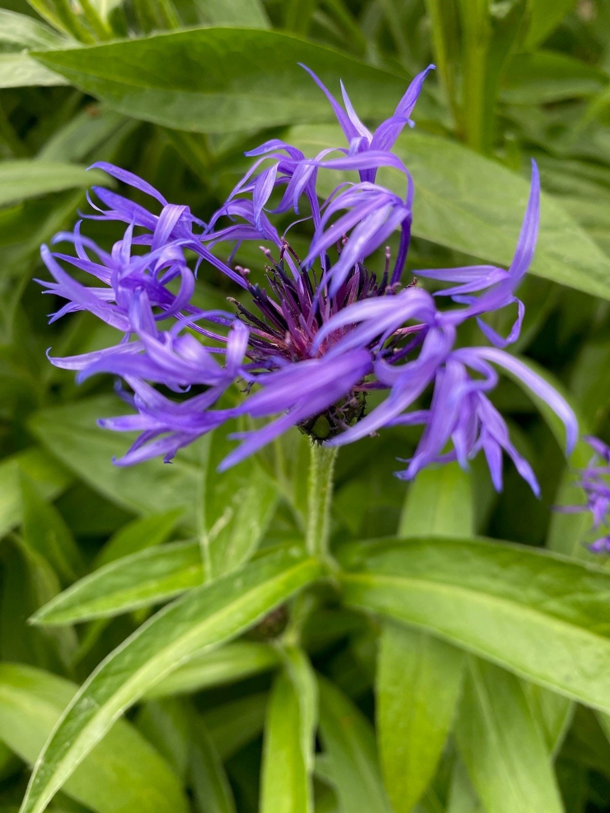 Selgers private bilde fra eiendommen i blomstring Galleribilde