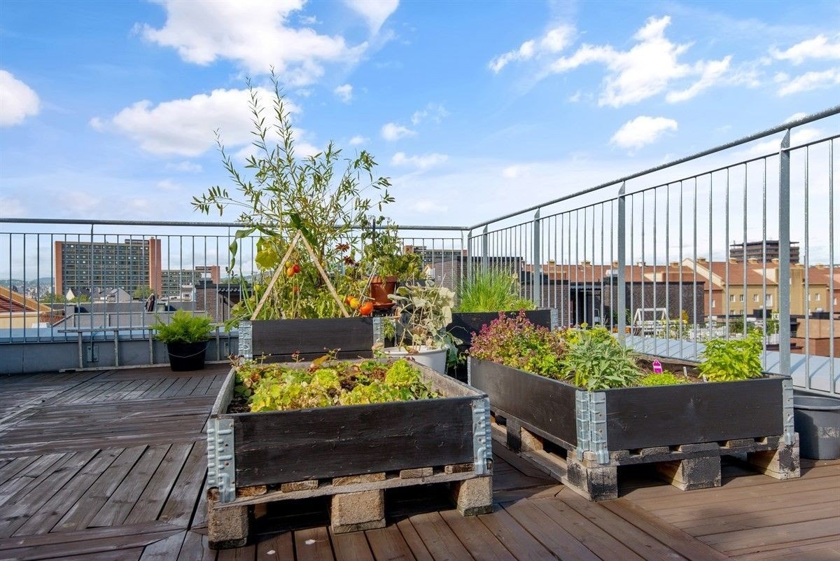 Takterrasse Galleribilde